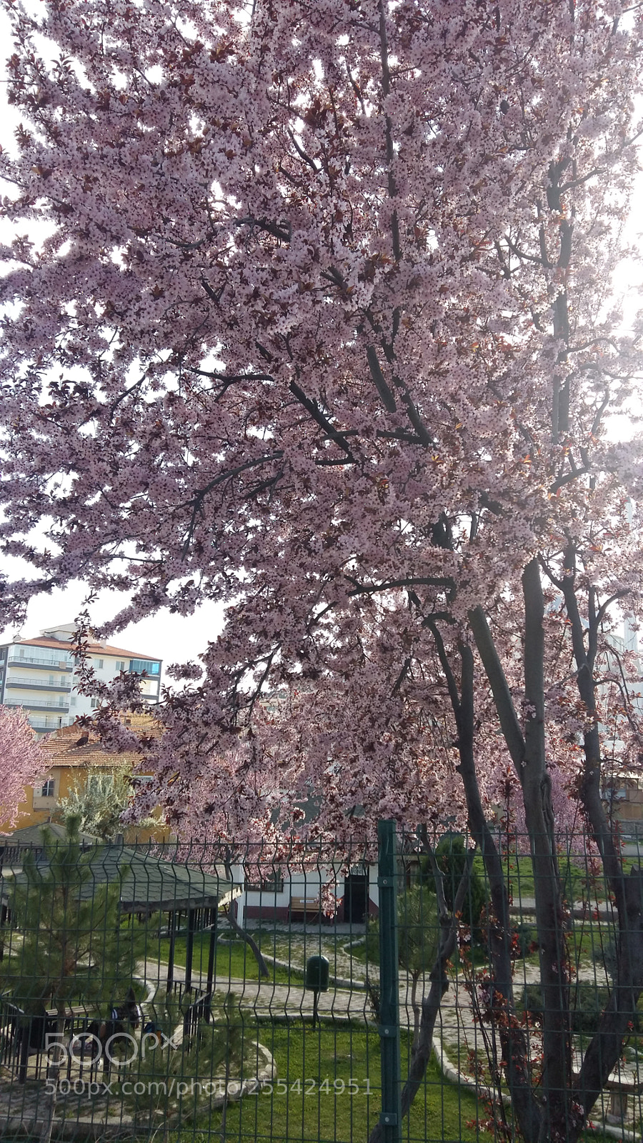 Samsung Galaxy A5 sample photo. 20180407_163956.jpg photography