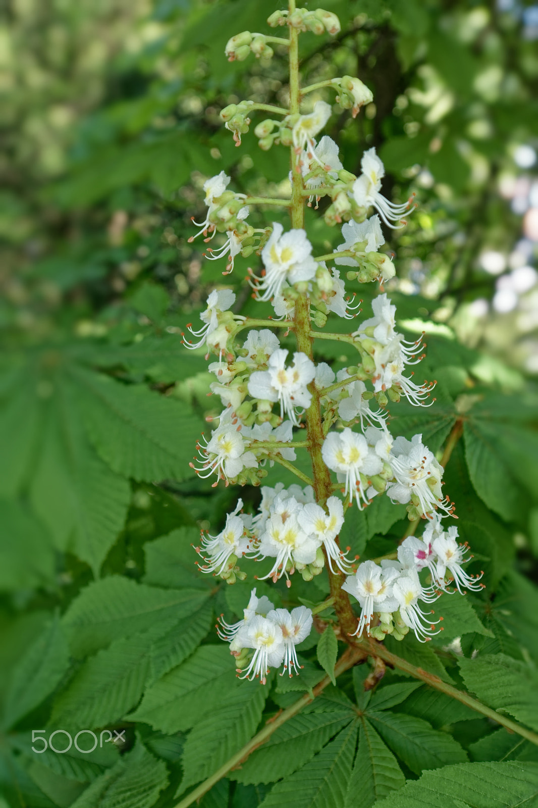Canon EOS M5 sample photo. Blooming buckeye photography