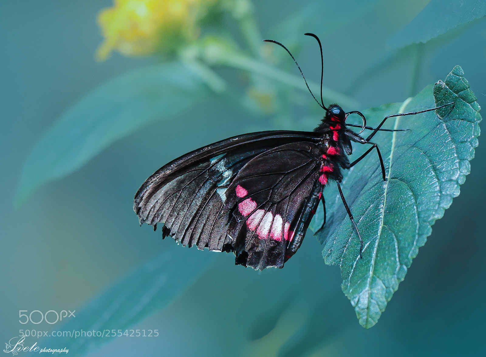 Canon EOS 700D (EOS Rebel T5i / EOS Kiss X7i) sample photo. Parides iphidamus (iphimamas cattleneart) photography
