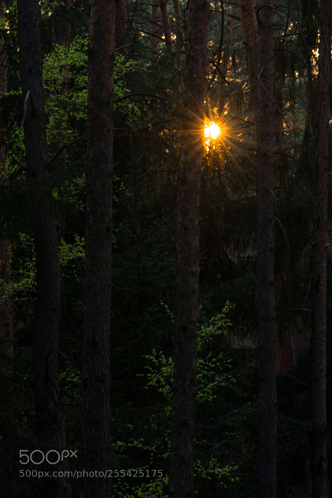 Nikon D7200 sample photo. In the forest photography