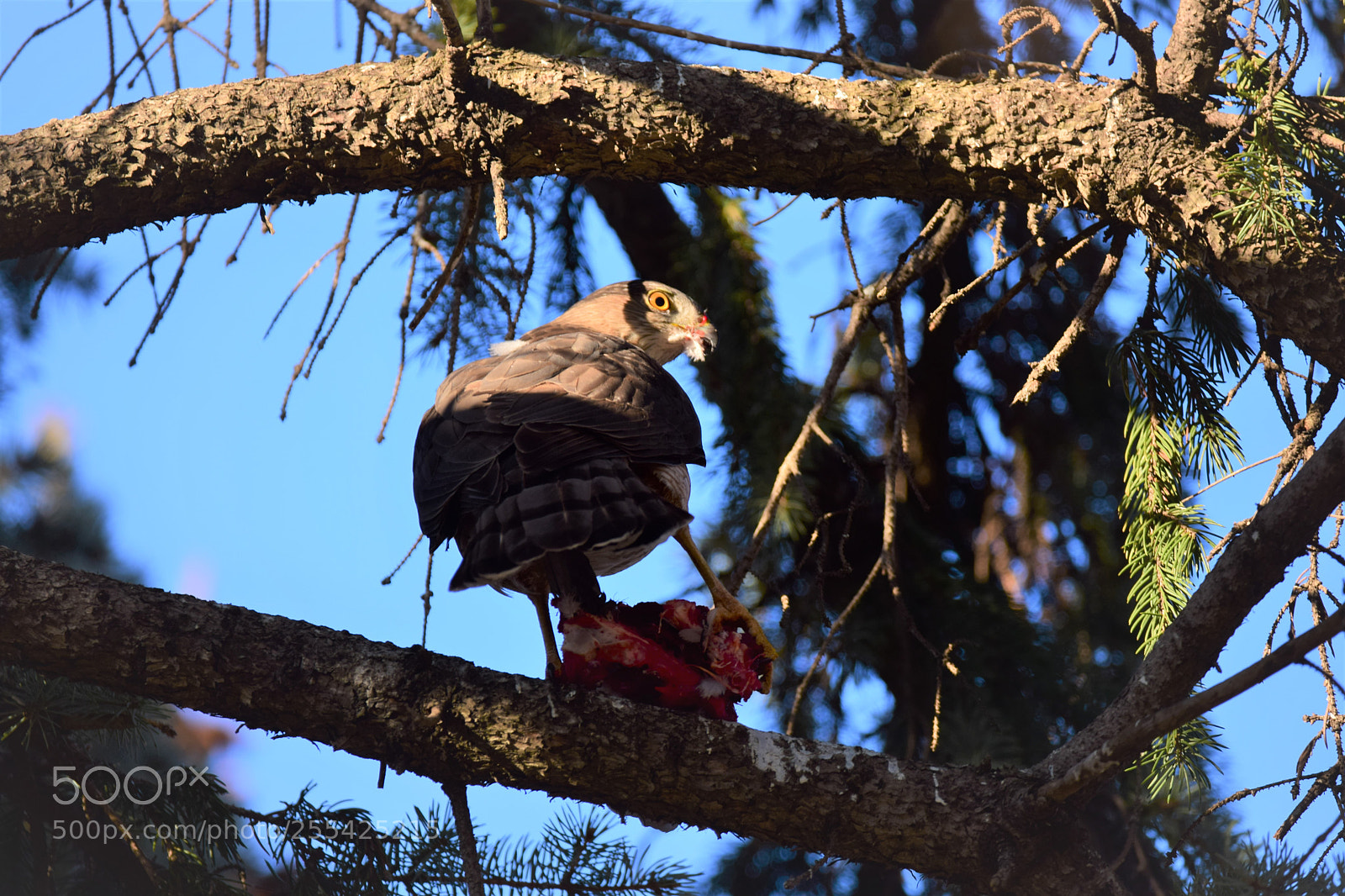 Nikon D3300 sample photo. Hawk with fresh kill photography