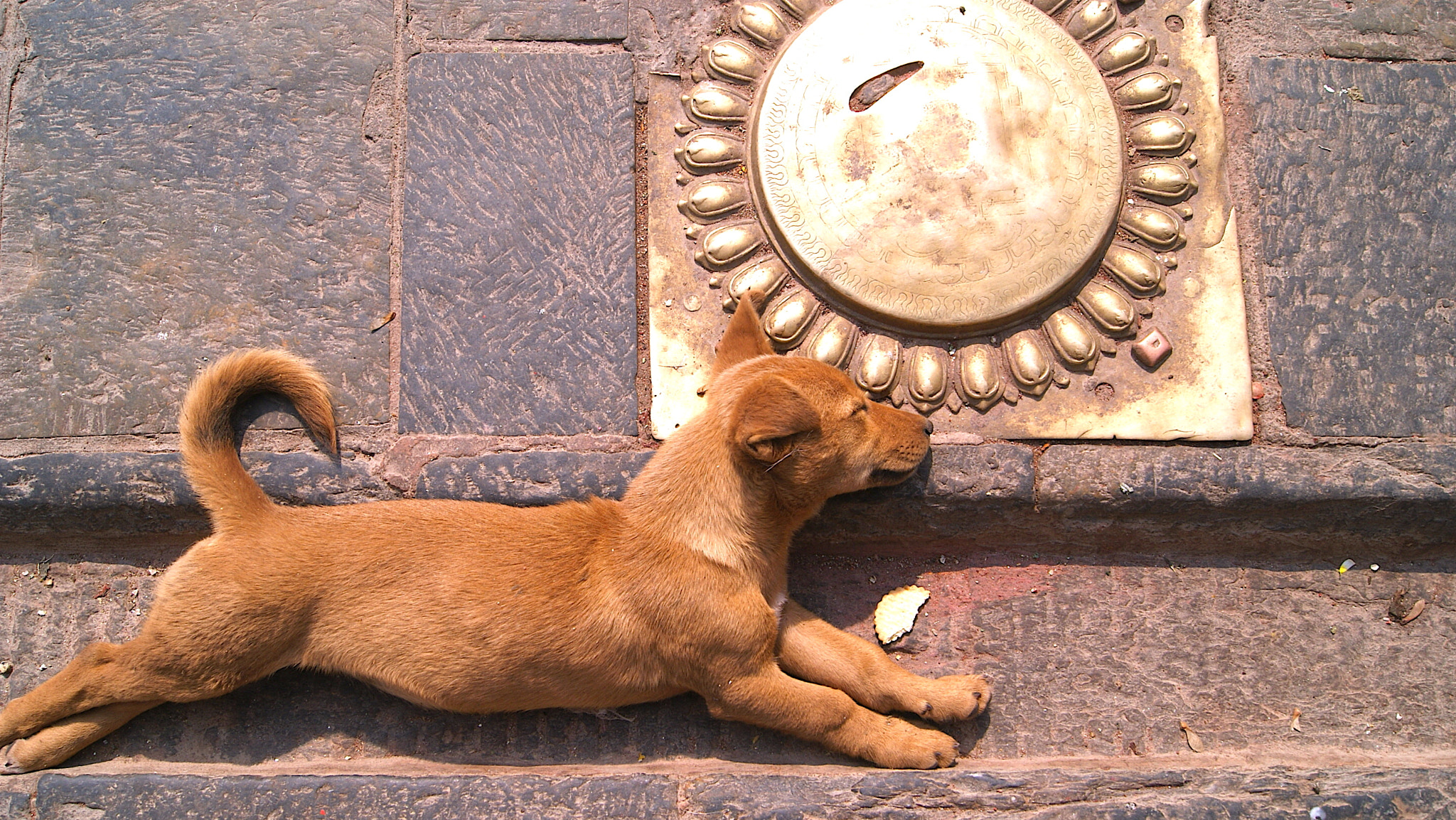 Sony Alpha DSLR-A330 sample photo. Puppy power photography
