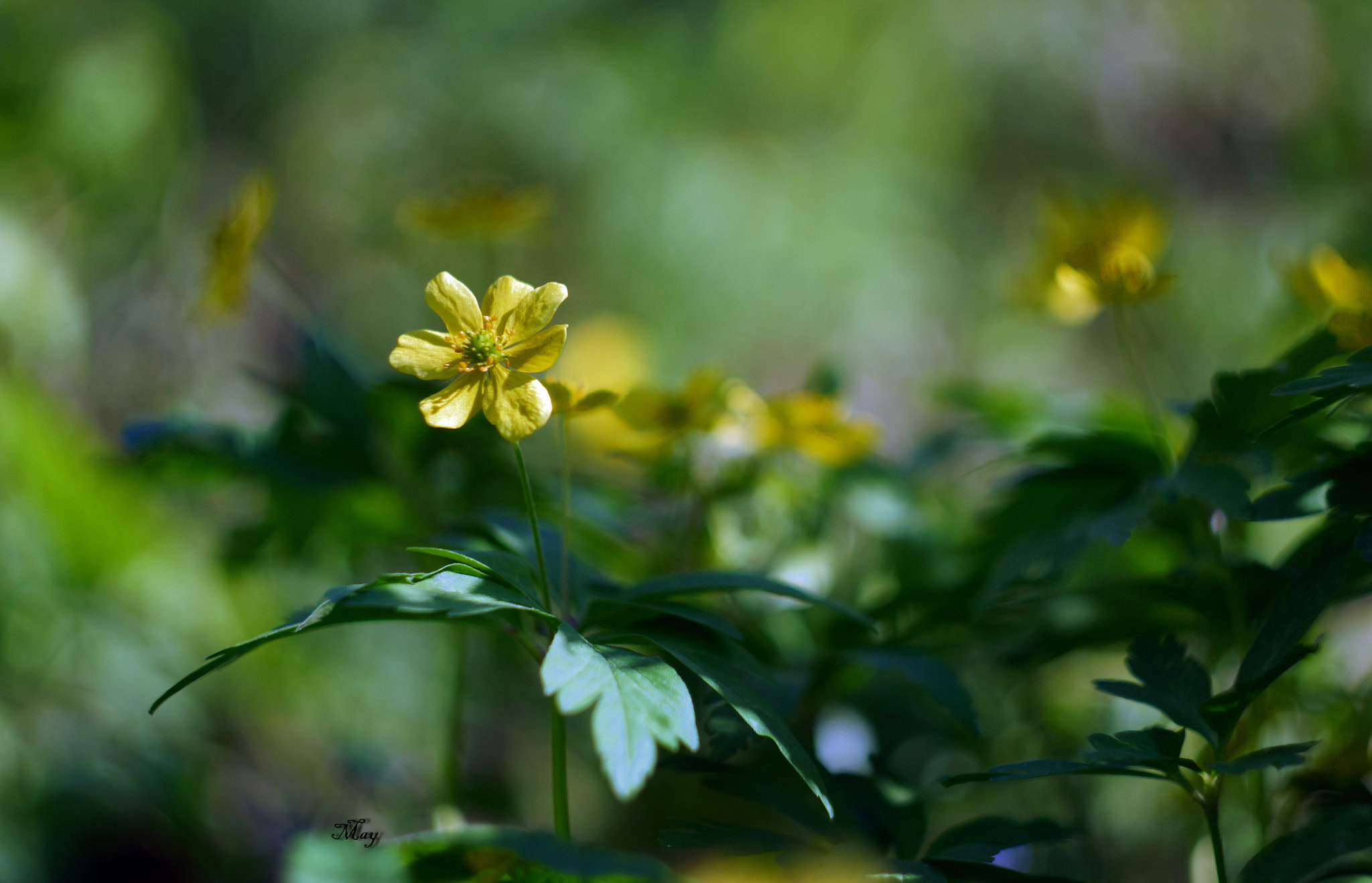 Sony SLT-A65 (SLT-A65V) + Minolta AF 50mm F1.7 sample photo. Primrose photography