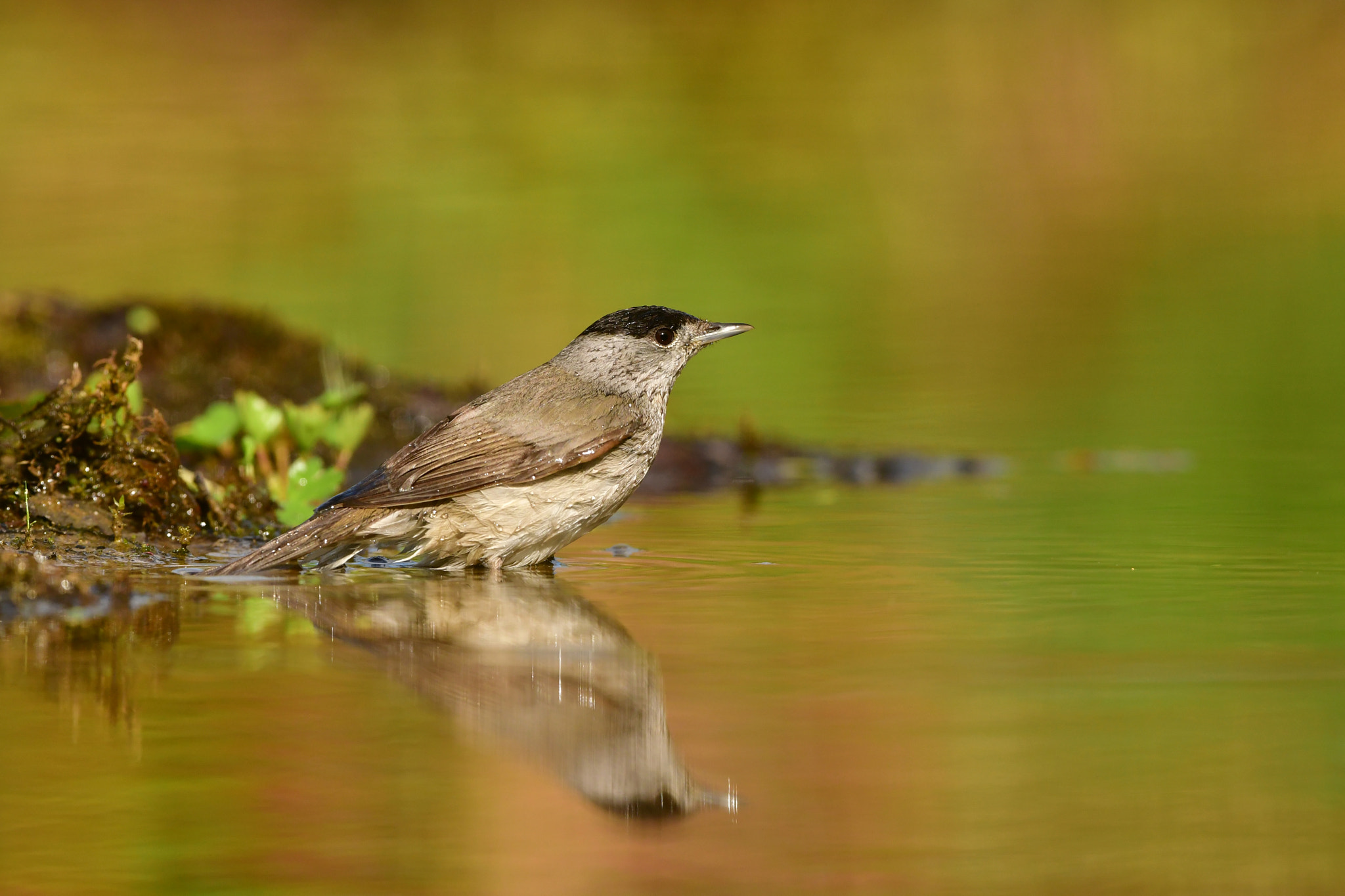 Nikon AF-S Nikkor 500mm F4G ED VR sample photo. Zwartkop photography