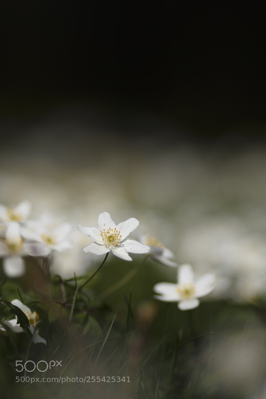 Canon EOS 6D sample photo. Spring time photography