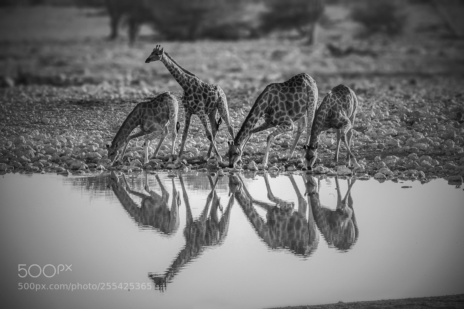 Canon EOS 5D sample photo. Giraffes photography