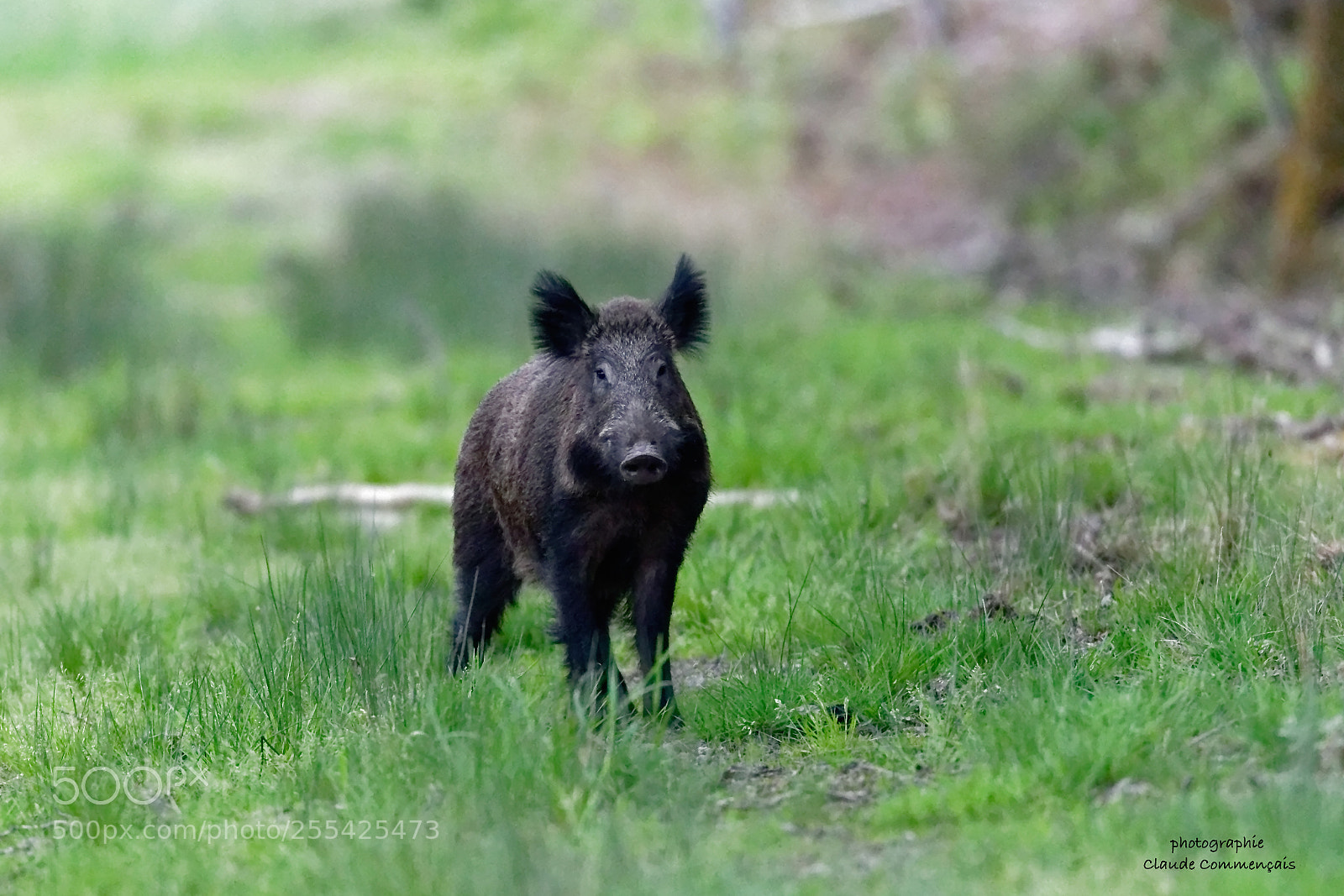Canon EOS 7D Mark II sample photo. Face a face .............sanglier photography