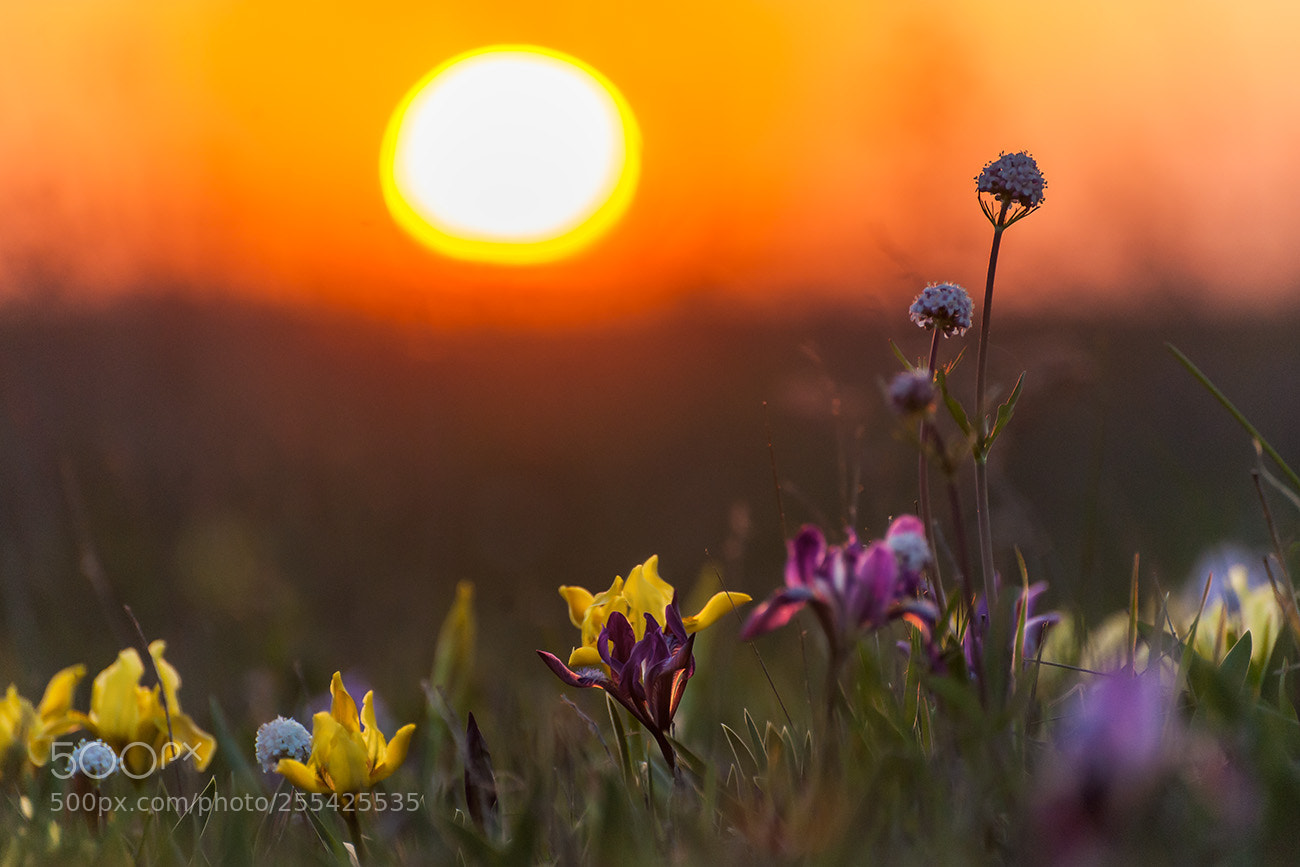 Nikon D700 sample photo. Spring sunset photography