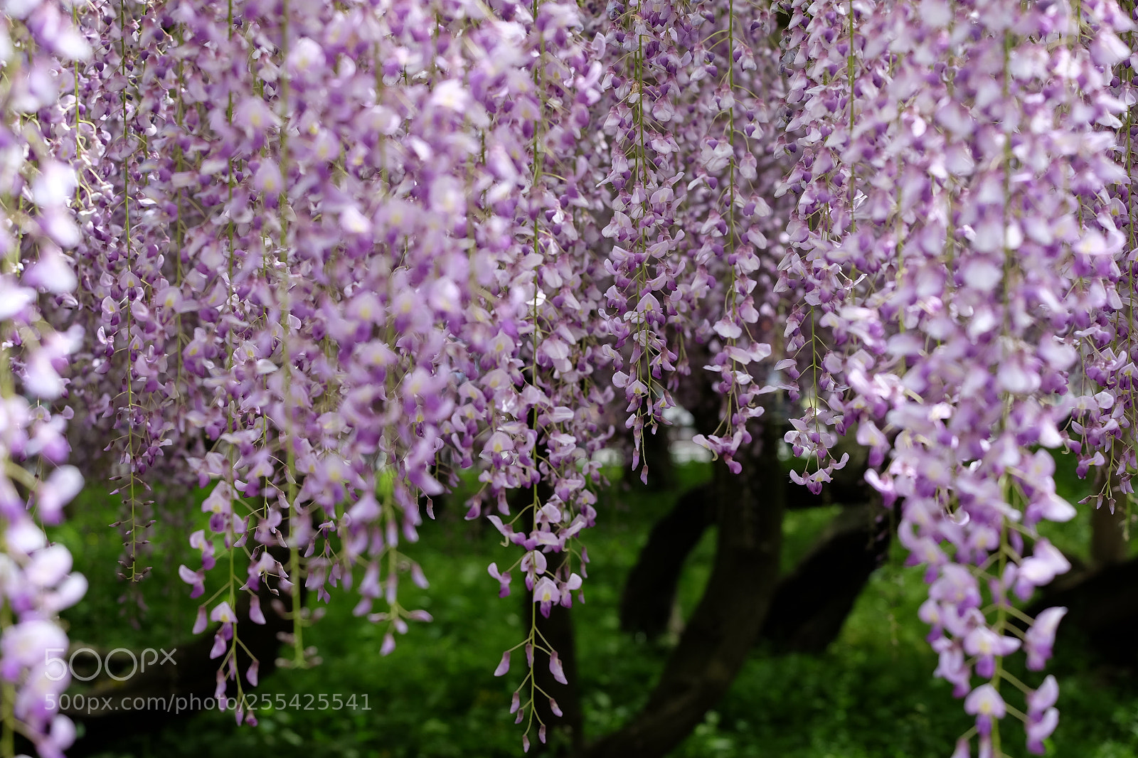 Fujifilm X-T1 sample photo. Fuji photography