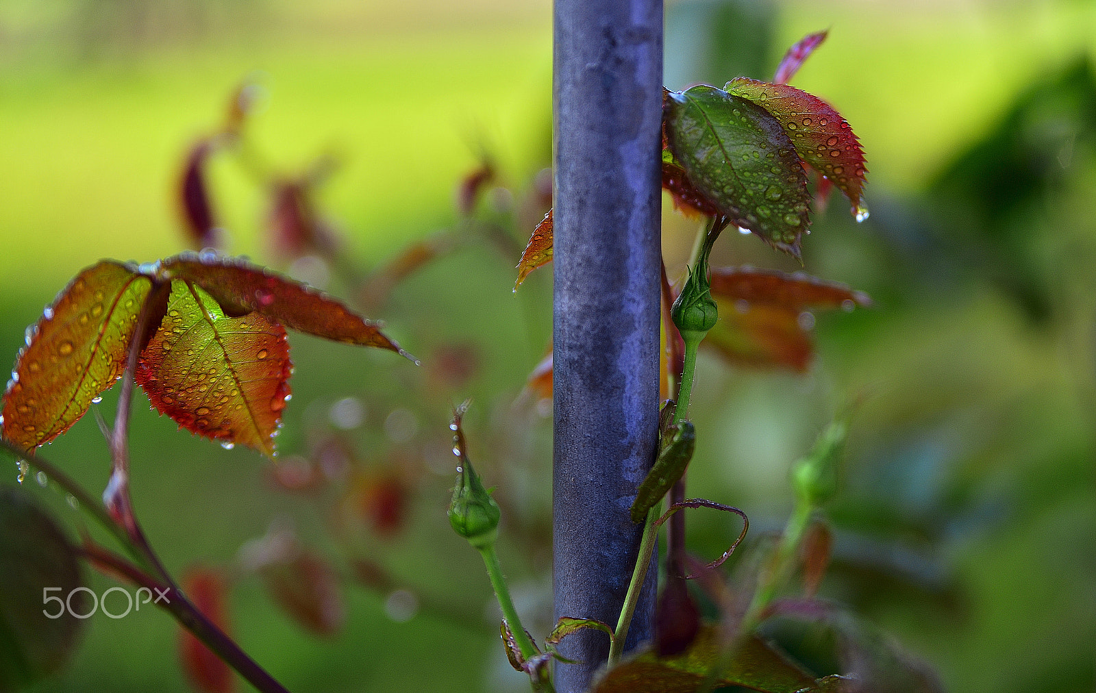 Nikon D610 sample photo. The morning dew photography