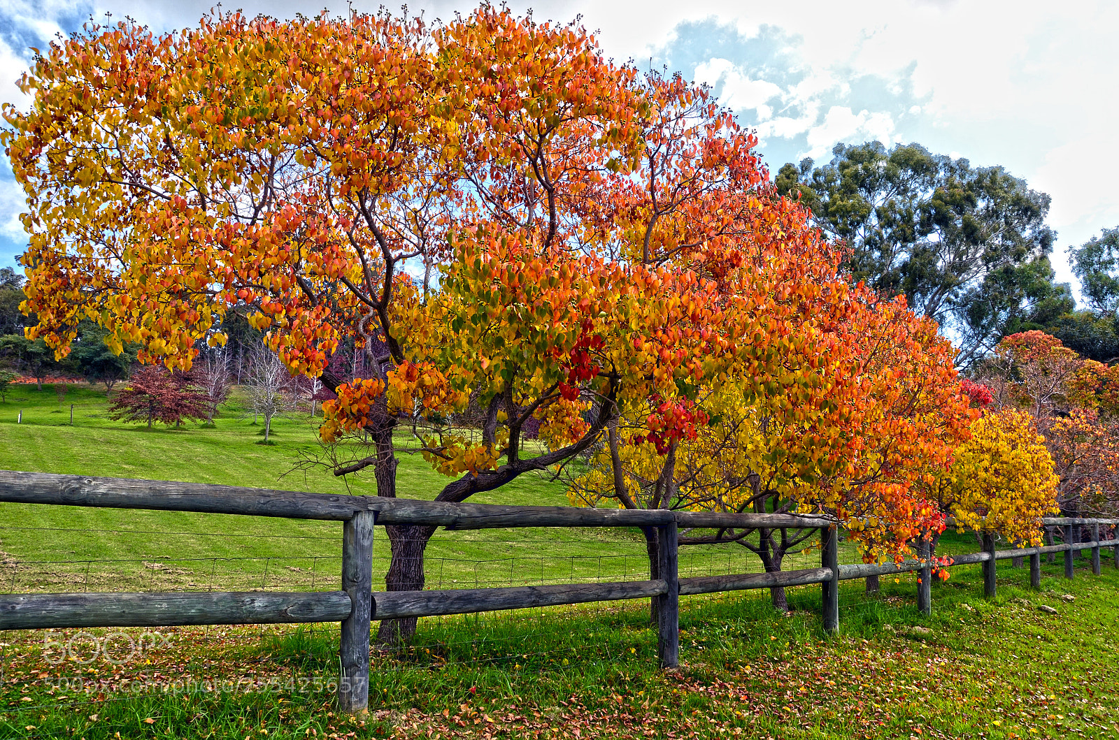 Nikon D7000 sample photo. Autumn colours photography