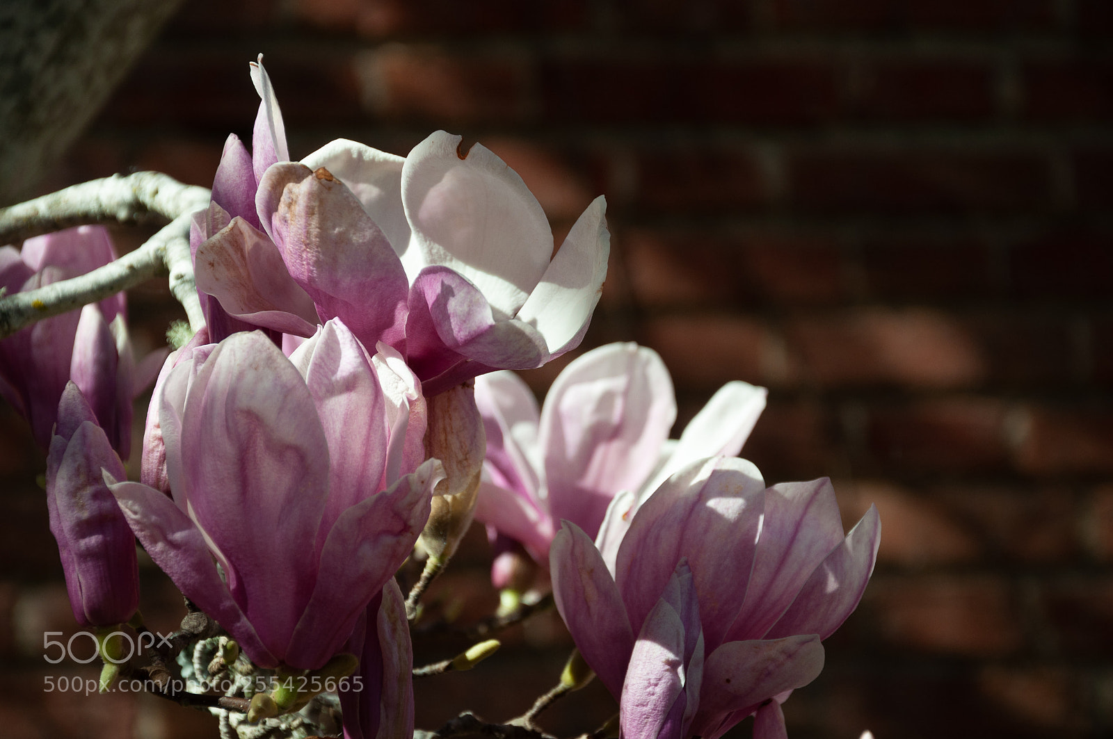 Nikon D90 sample photo. Blooming | fading photography