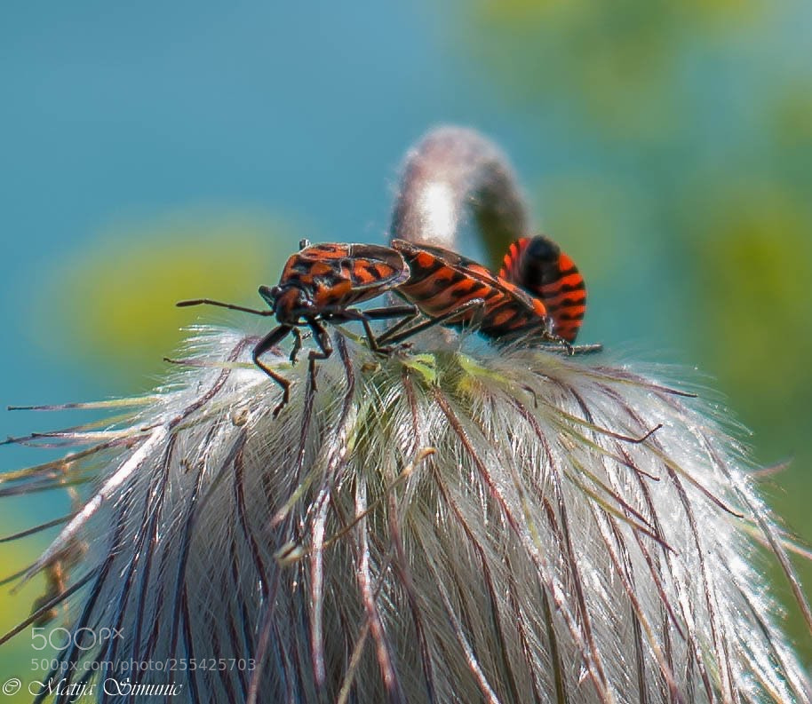 Nikon D5300 sample photo. Love meeting photography