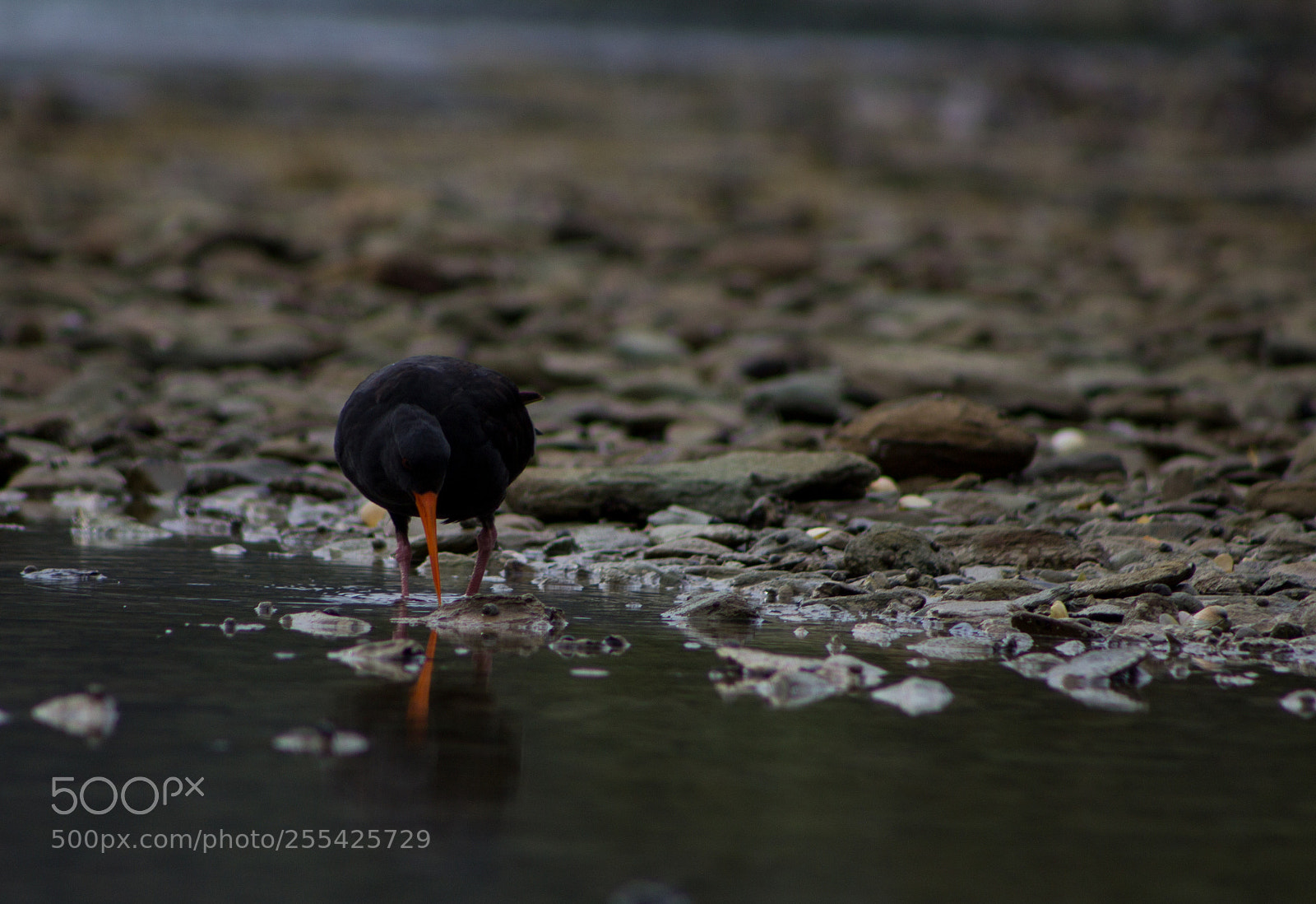 Canon EOS 1200D (EOS Rebel T5 / EOS Kiss X70 / EOS Hi) sample photo. Oystercatcher dinner at dusk photography