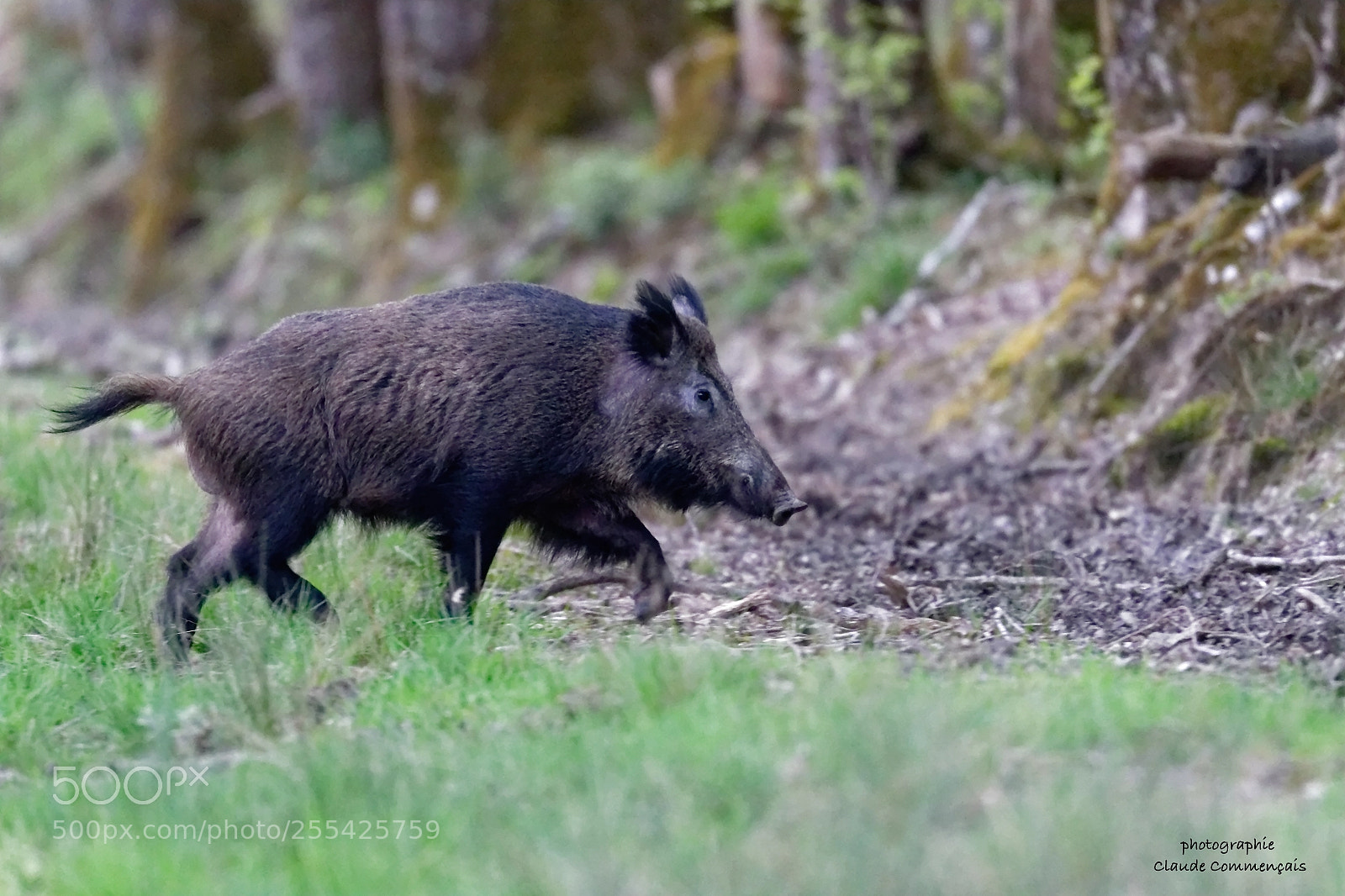 Canon EOS 7D Mark II sample photo. Beauté sauvage .........sanglier photography