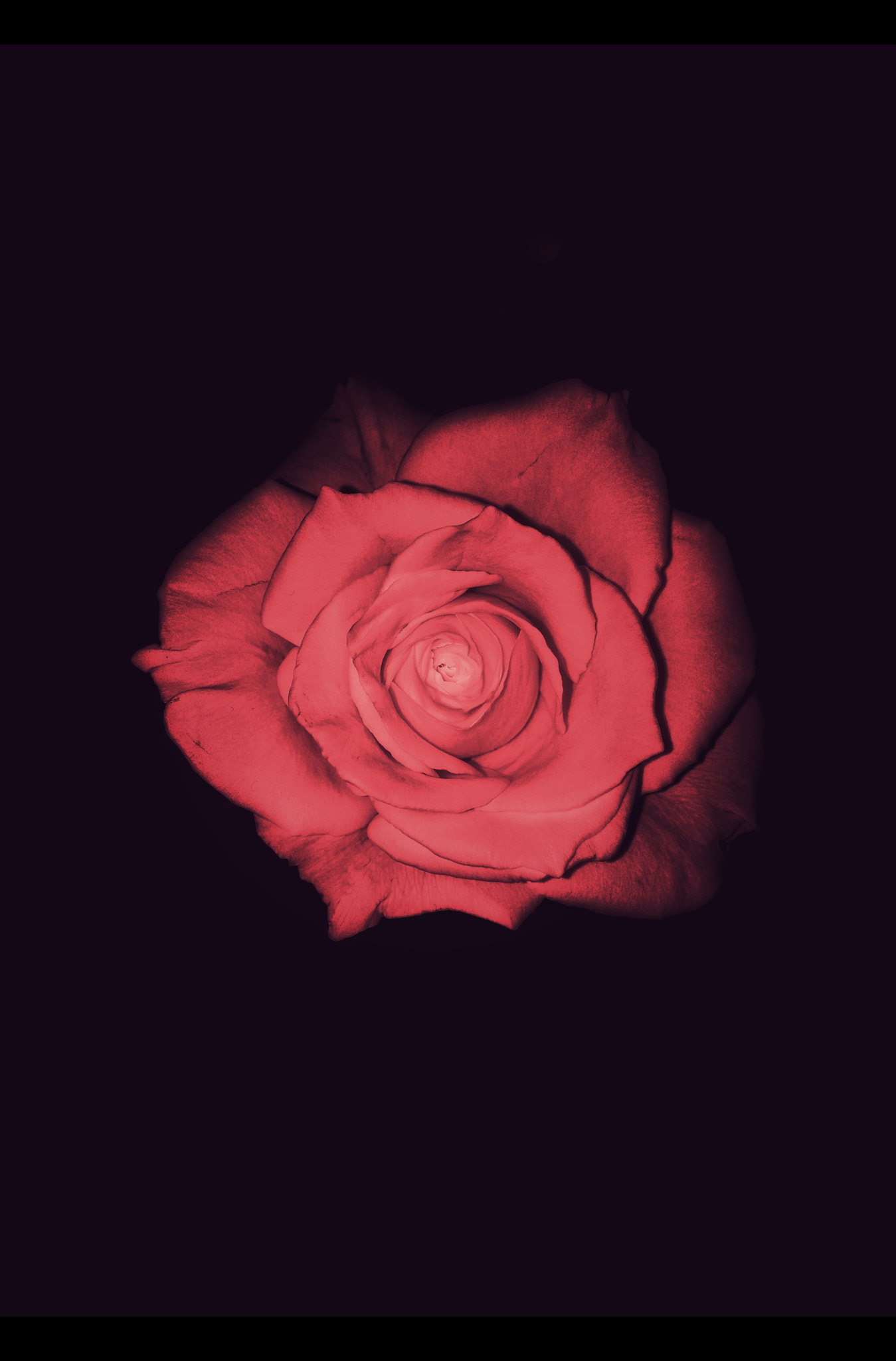 LG G2 sample photo. First flower photography