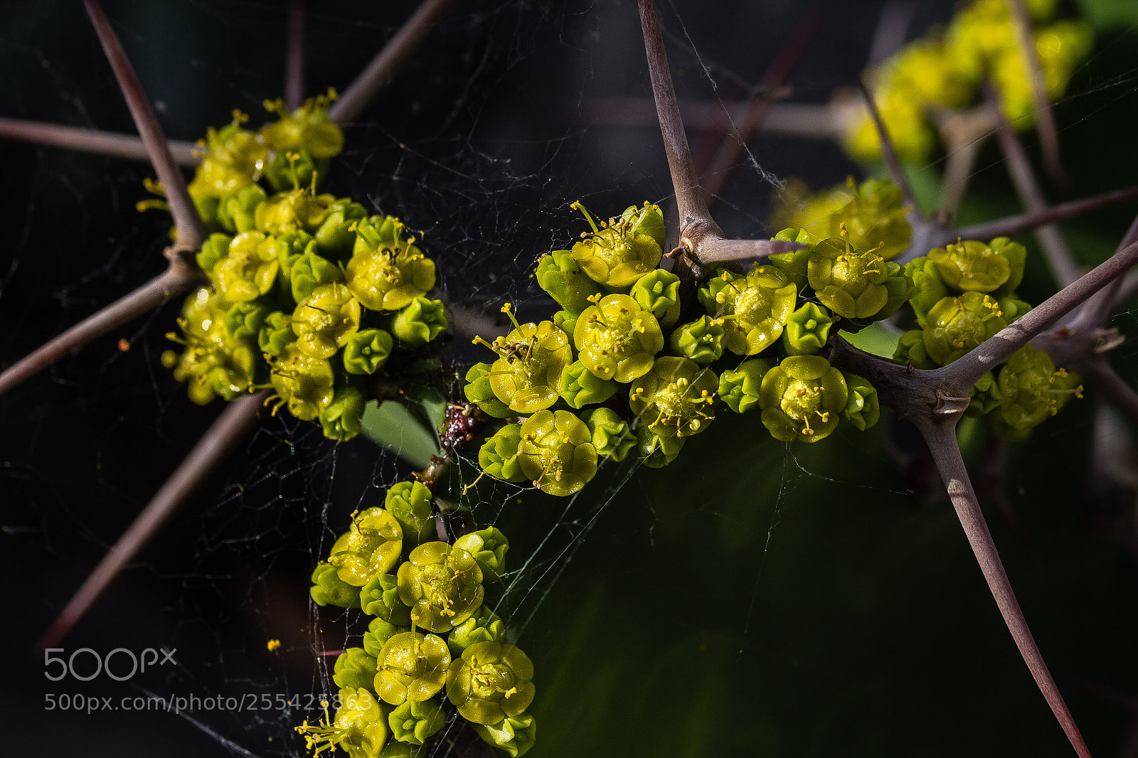 Canon EOS 60D sample photo. Euphorbia grandicornis photography