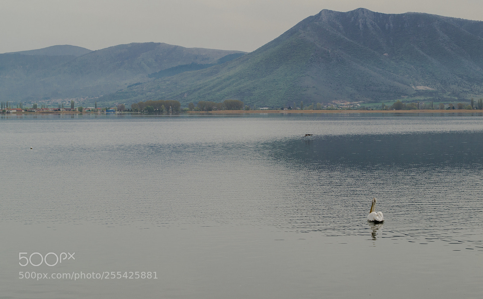 Nikon D3100 sample photo. Pelican patrol photography
