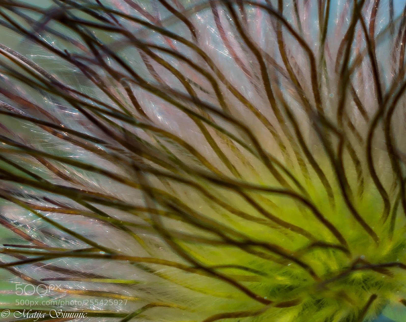 Nikon D5300 sample photo. Pulsatilla inside photography