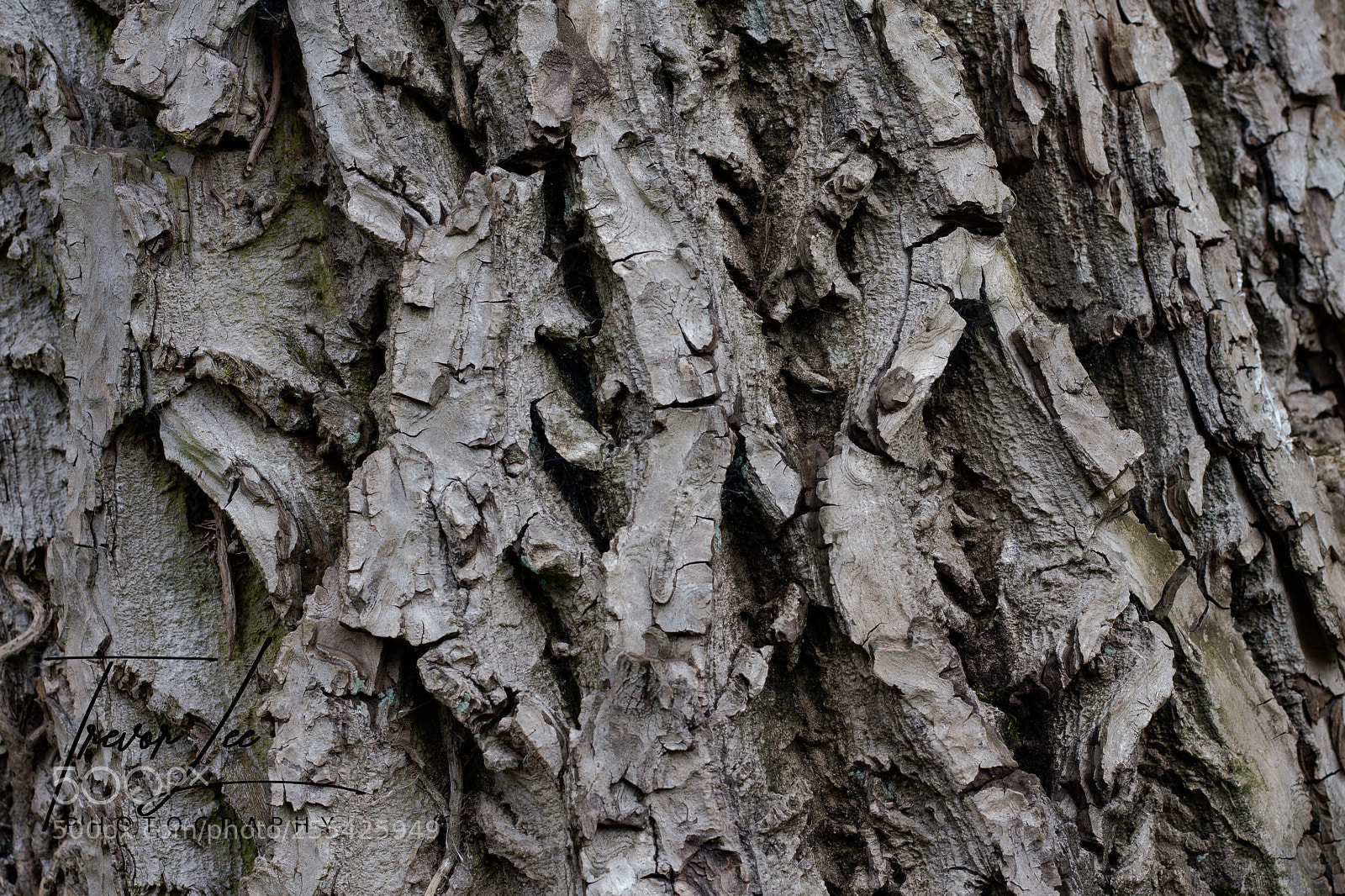 Canon EOS 40D sample photo. Tree skin... photography