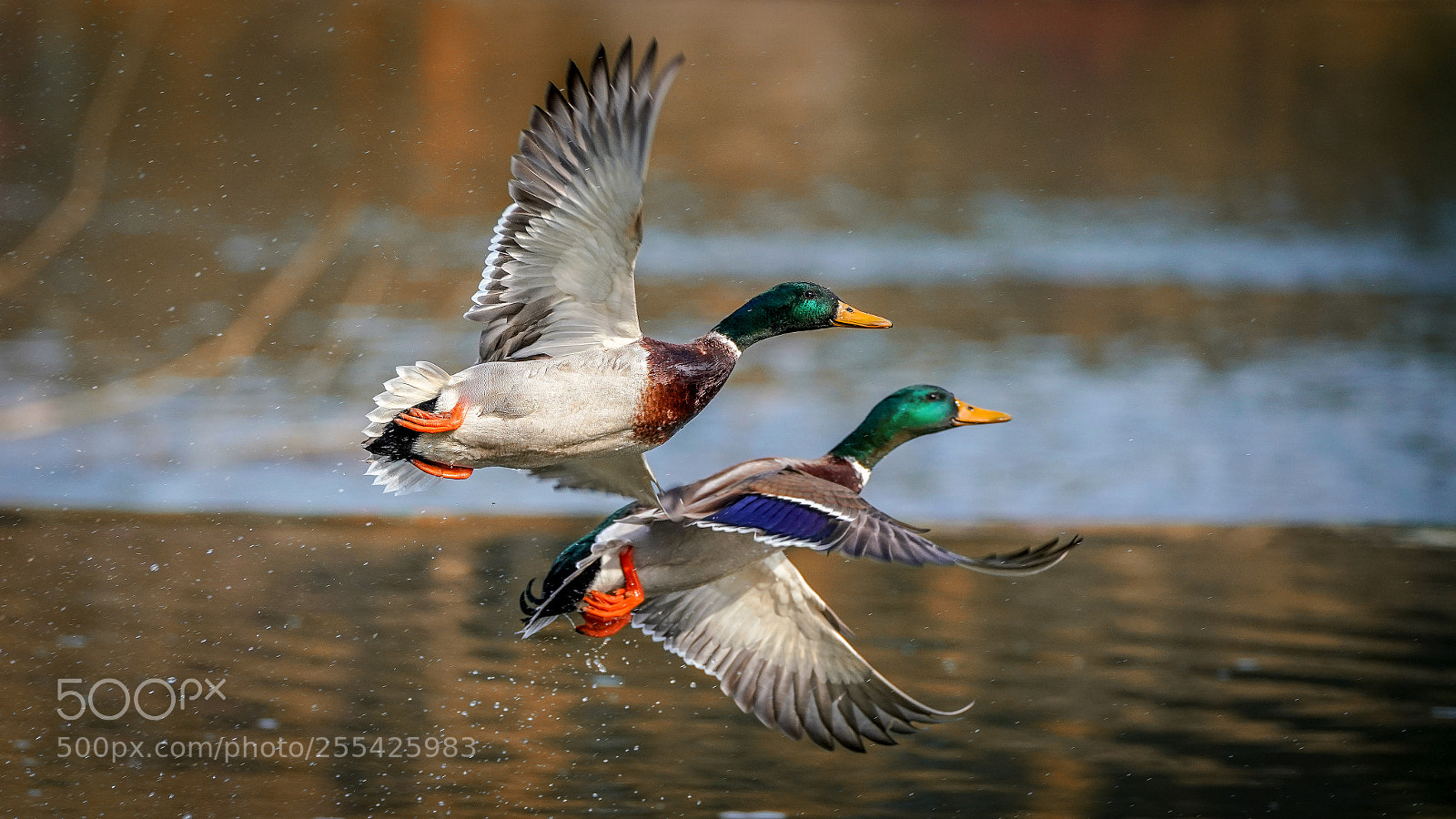 Sony a7R III sample photo. Flugstunde photography