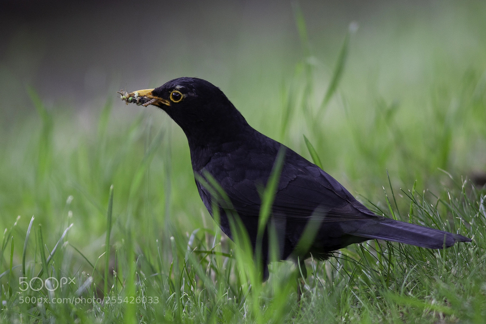 Canon EOS 5D Mark II sample photo. Blackbird photography