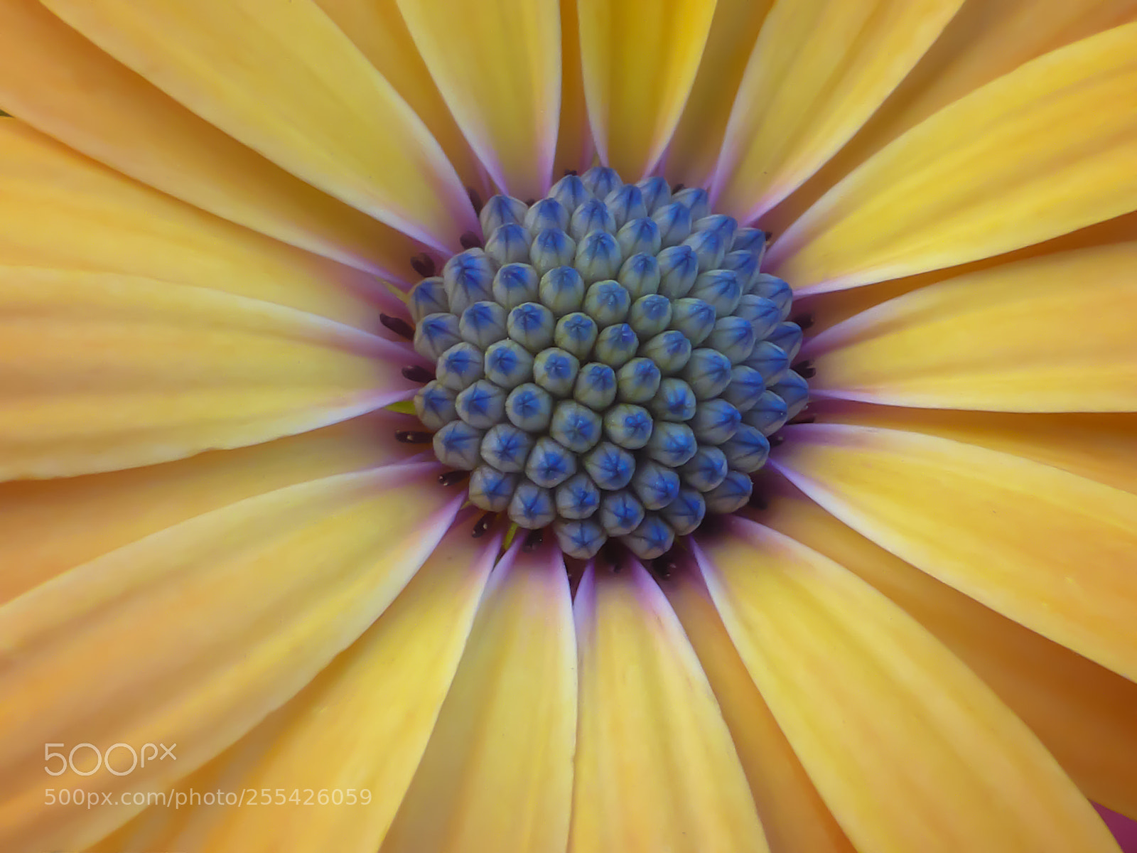 Panasonic Lumix DMC-ZS30 (Lumix DMC-TZ40) sample photo. Macro beauty photography