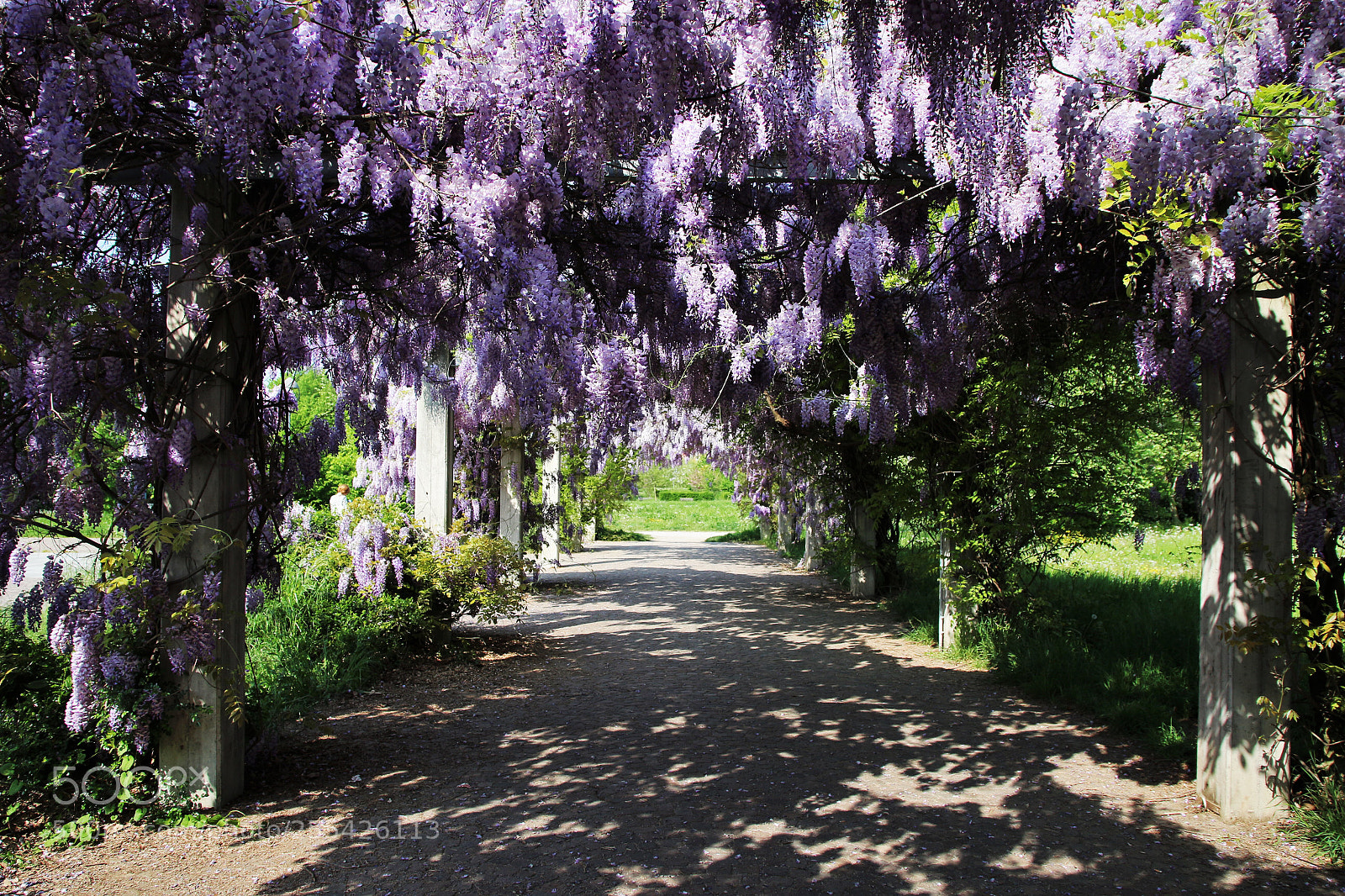Canon EOS 100D (EOS Rebel SL1 / EOS Kiss X7) sample photo. Wisteria tunnel photography