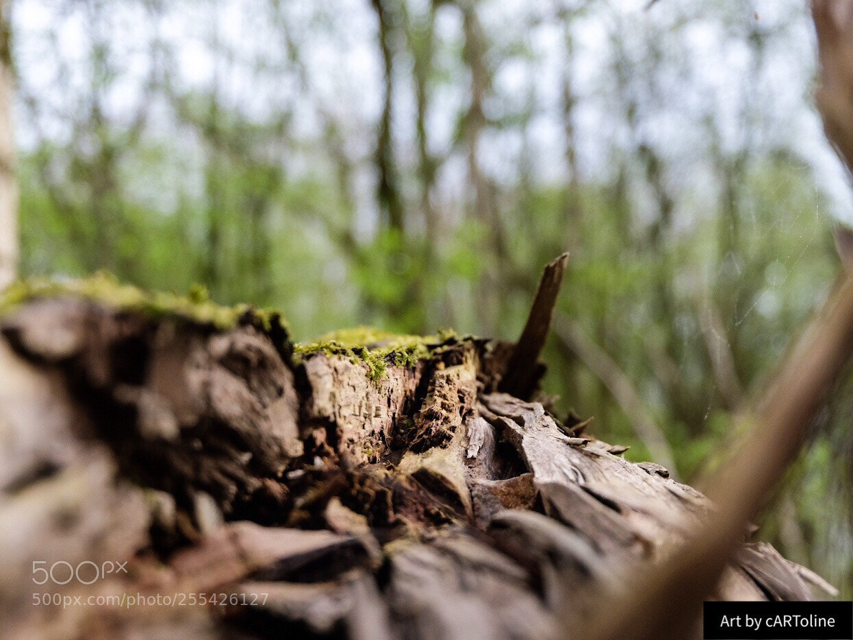 Fujifilm X-T20 sample photo. Patterns of nature photography