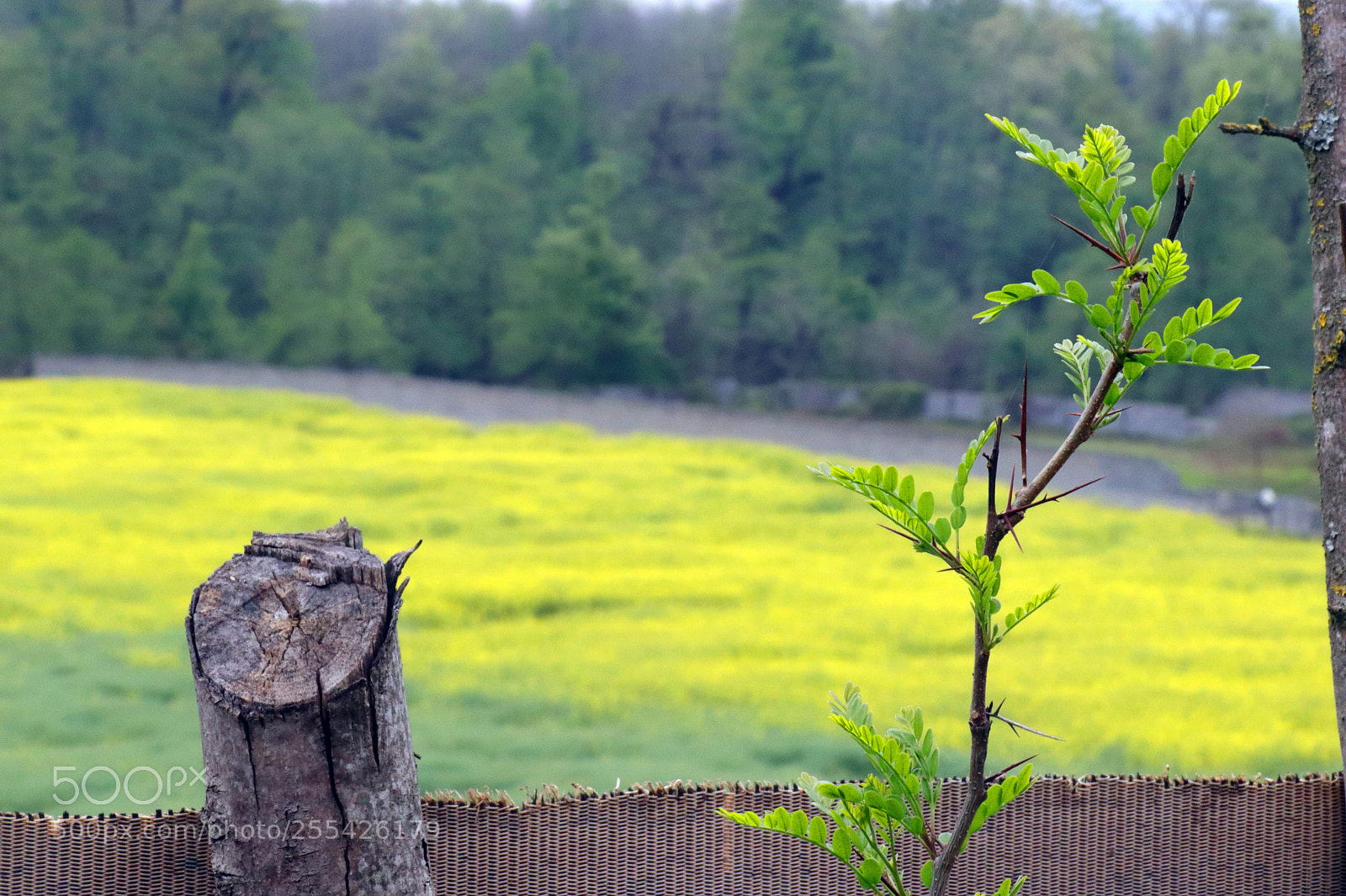 Canon EOS 77D (EOS 9000D / EOS 770D) sample photo. Yellow background photography