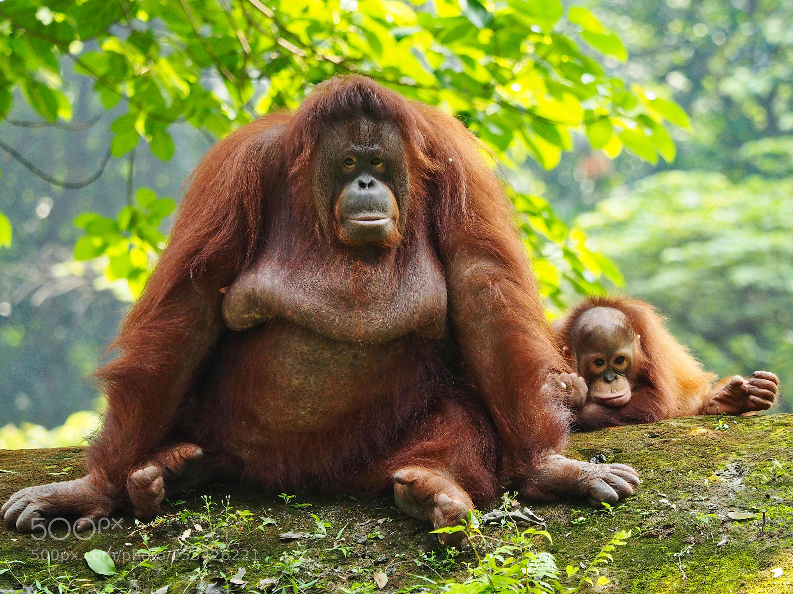 Olympus OM-D E-M1 sample photo. Bornean orang utan photography