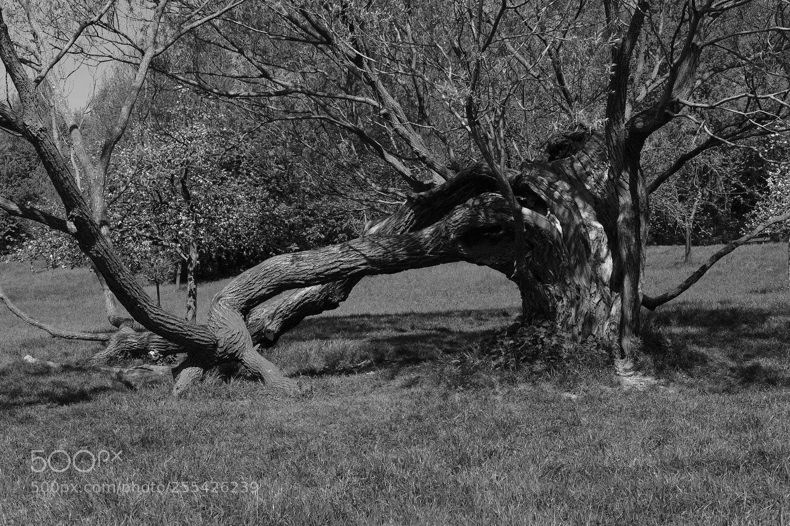 Fujifilm X-T20 sample photo. Old tree photography
