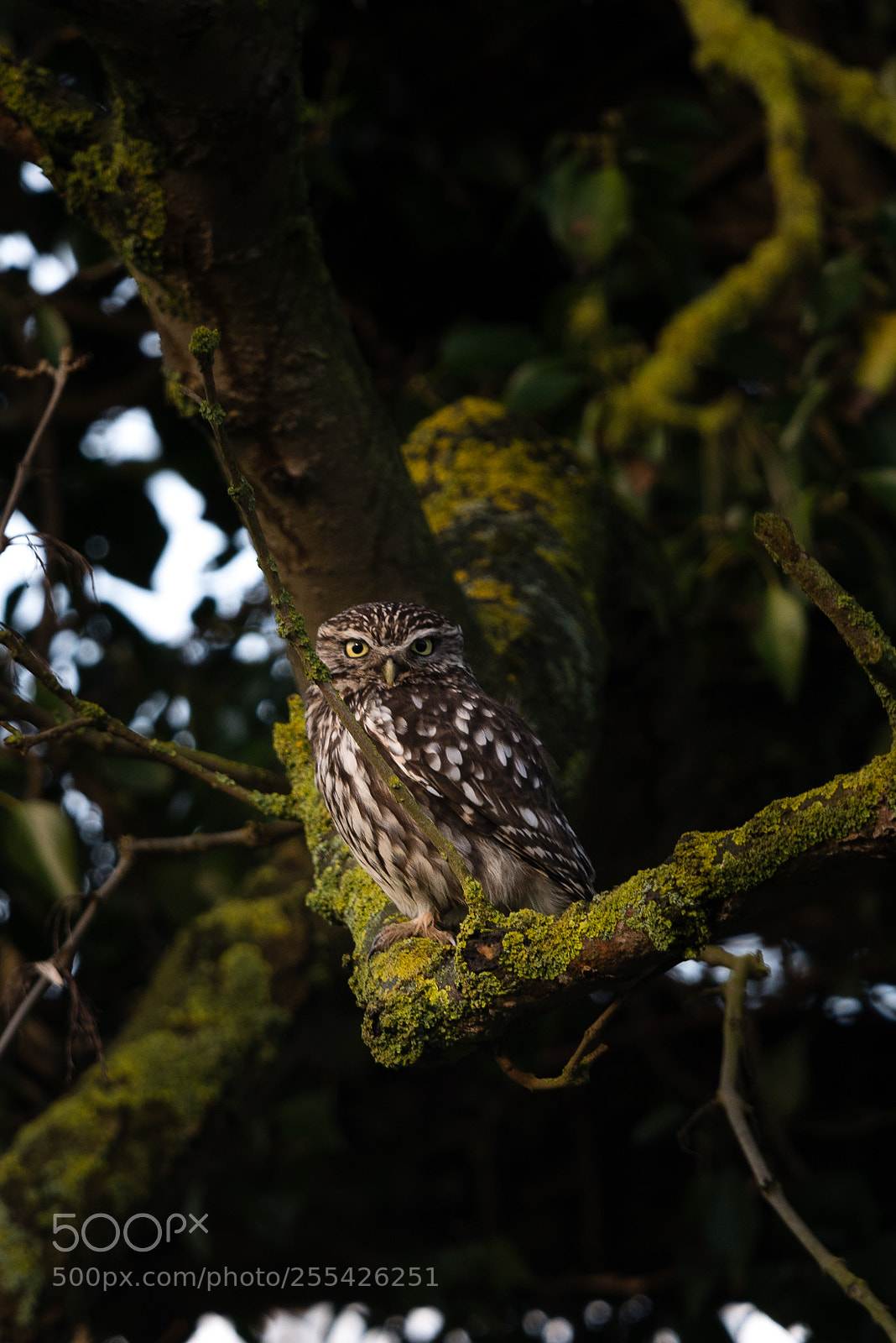 Nikon D800 sample photo. The scowl photography