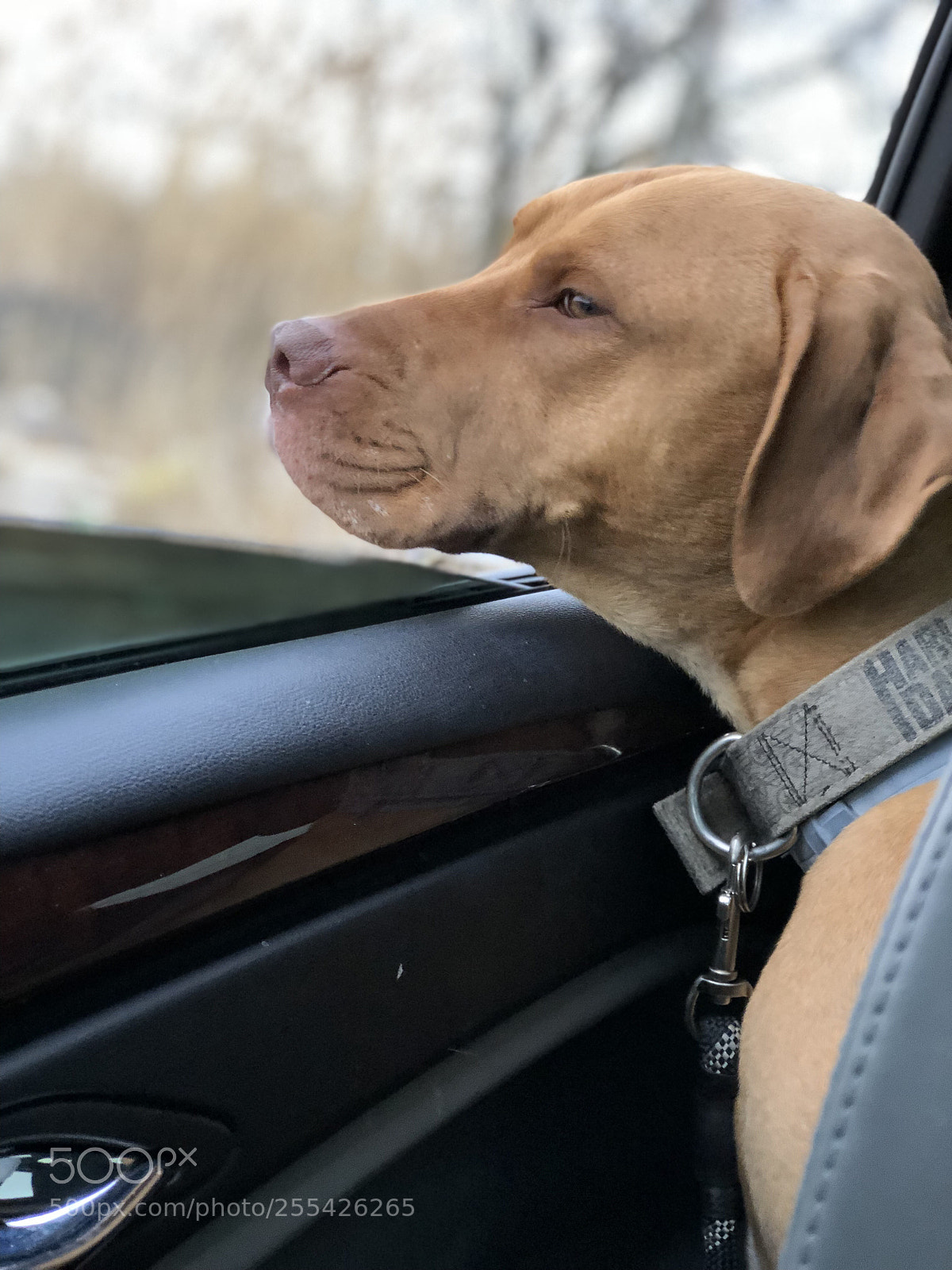 Apple iPhone 8 Plus sample photo. Cute diggity “dawg” photography