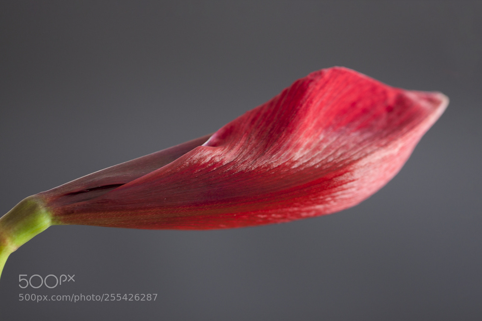 Canon EOS 500D (EOS Rebel T1i / EOS Kiss X3) sample photo. Red flower bud, amigo photography