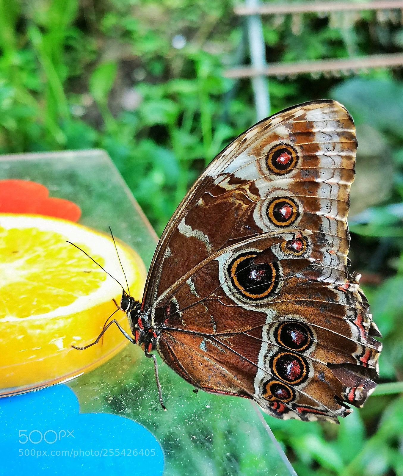 HUAWEI CLT-L29 sample photo. Butterfly photography