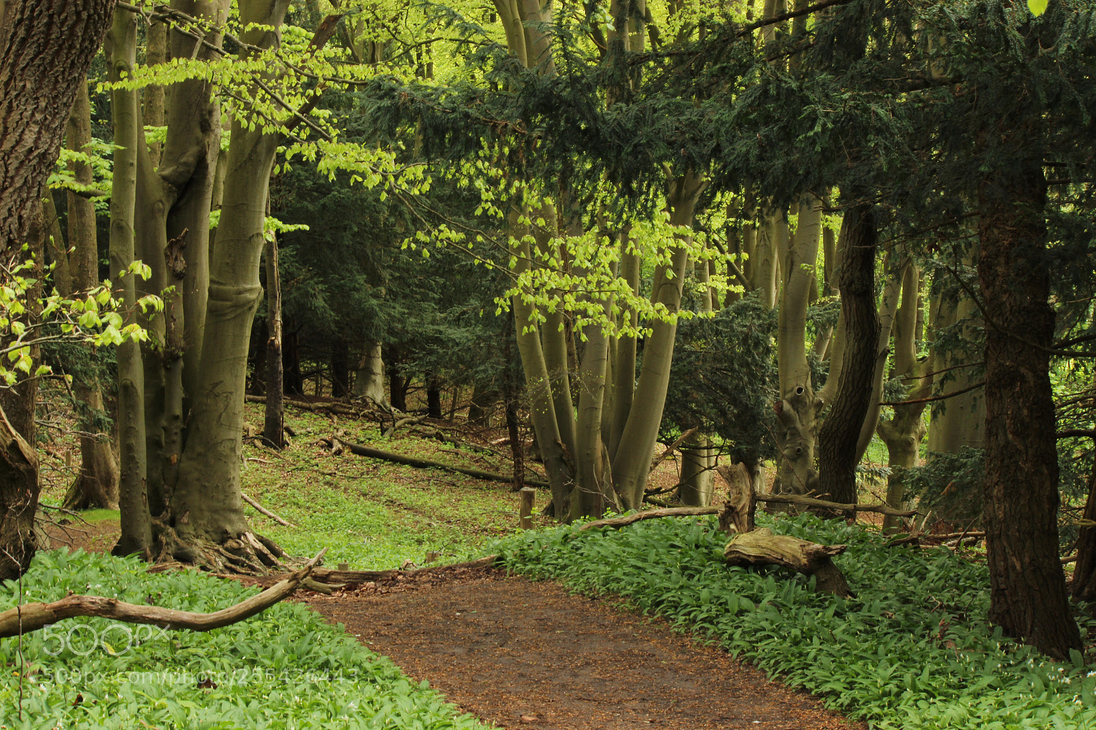 Canon EOS 600D (Rebel EOS T3i / EOS Kiss X5) sample photo. Young forest photography