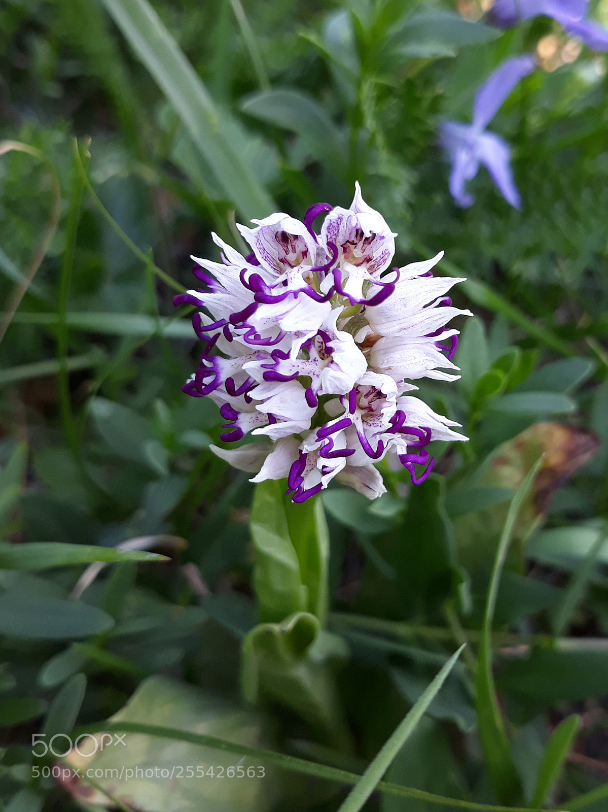 Samsung Galaxy J7 sample photo. Orchis simia photography