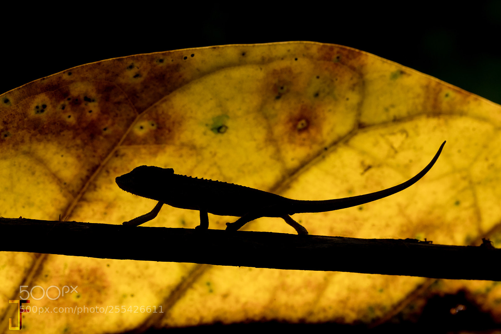 Canon EOS-1D X Mark II sample photo. Setaro's silhouette photography