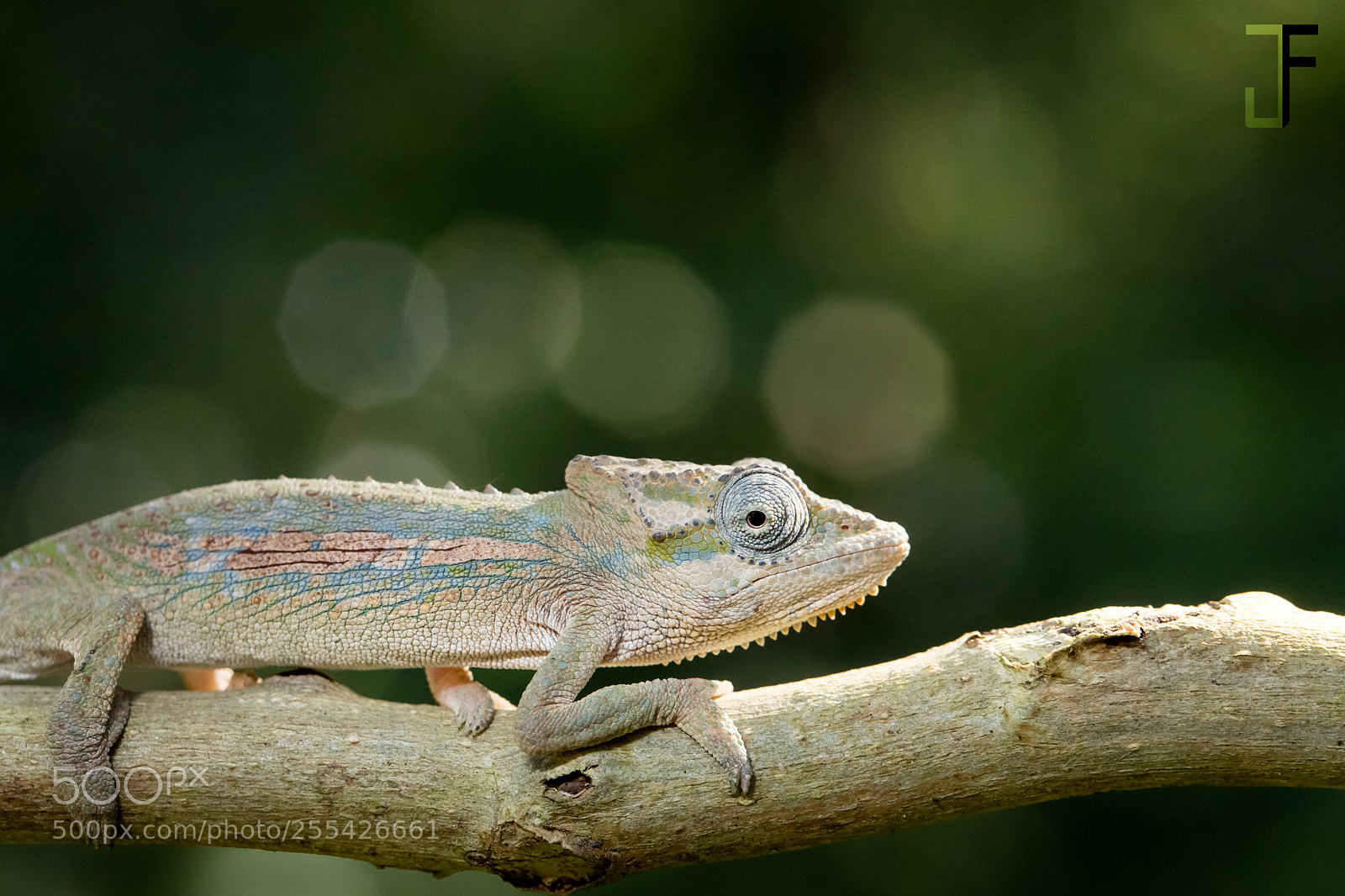 Canon EOS-1D X Mark II sample photo. Setaro's dwarf chameleon photography