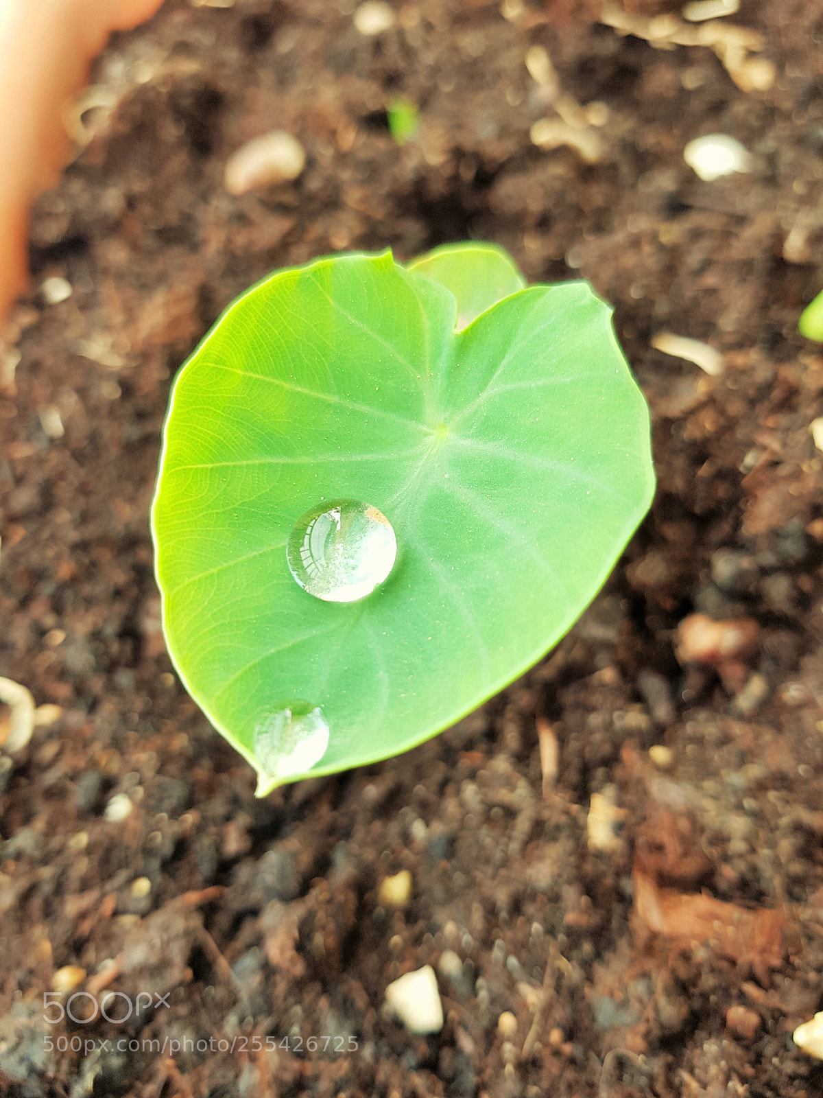 Samsung Galaxy S7 Edge sample photo. Dew drops on leaf photography