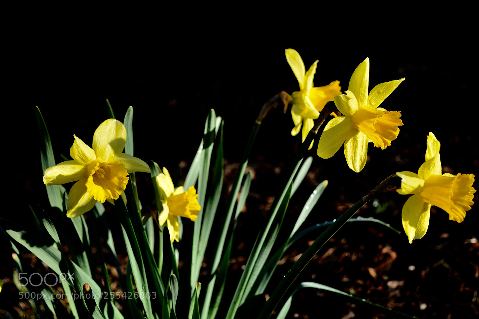 Nikon D7100 sample photo. Untitled photography