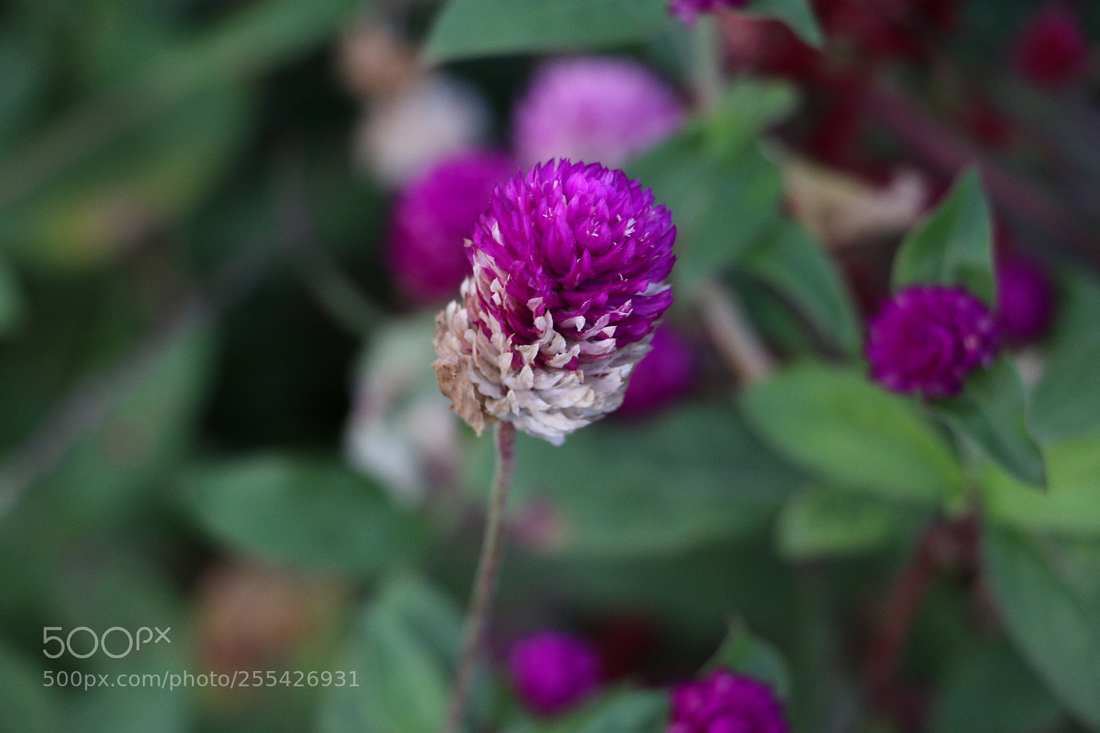 Canon EOS 70D sample photo. Flowers photography