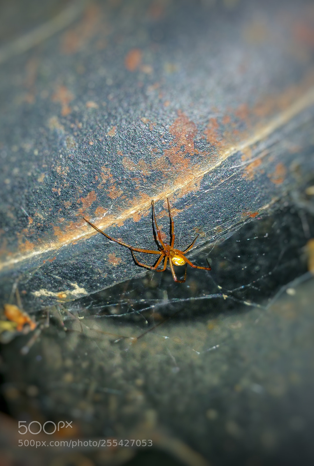 Samsung Galaxy Note4 sample photo. Itsy bitsy spider... photography