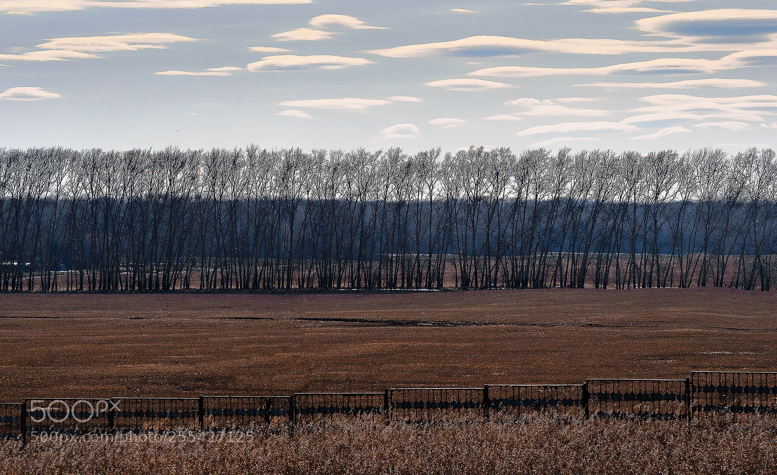 Olympus OM-D E-M10 II sample photo. Spring field photography