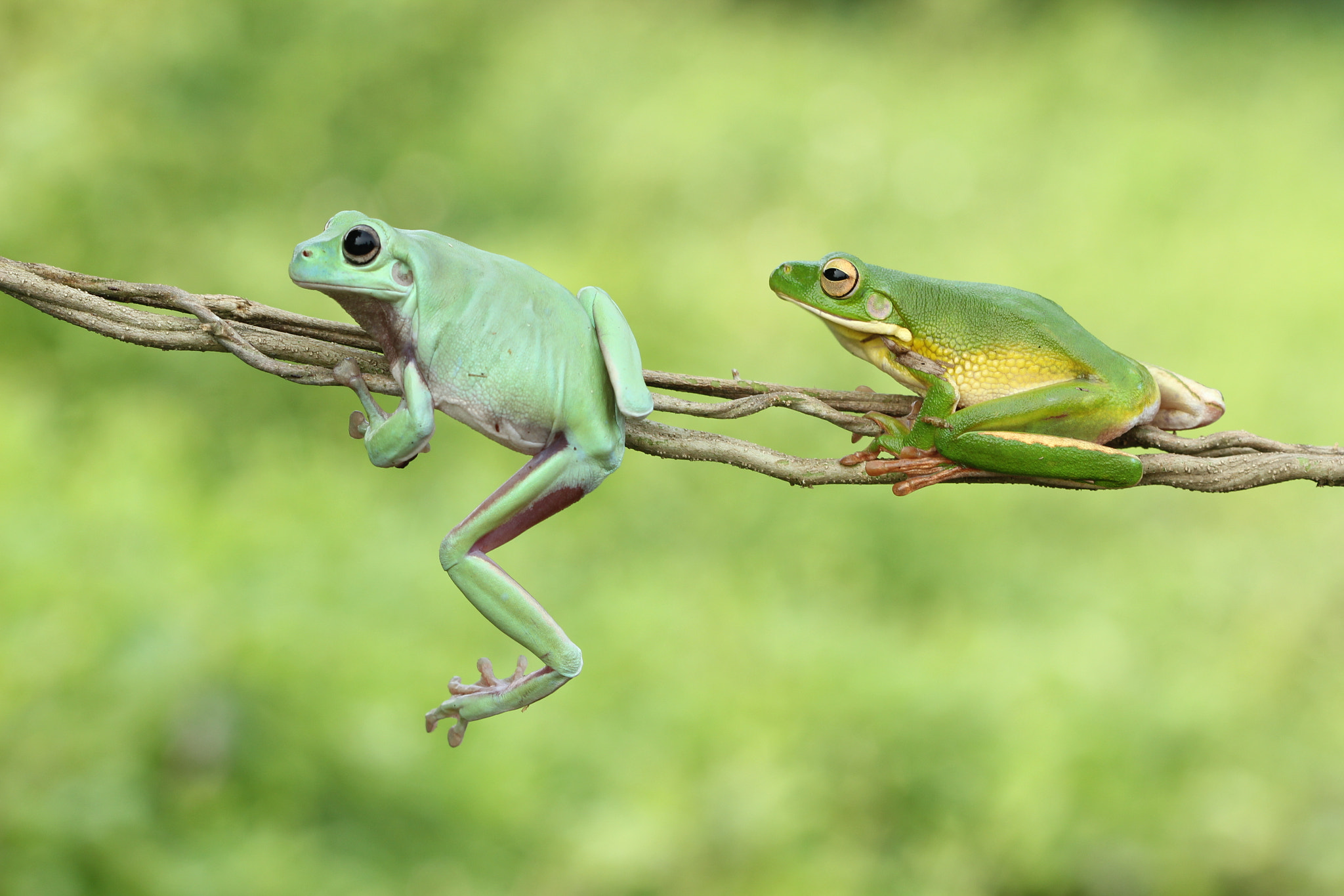 Canon EF 100mm F2.8 Macro USM sample photo. Green frog photography