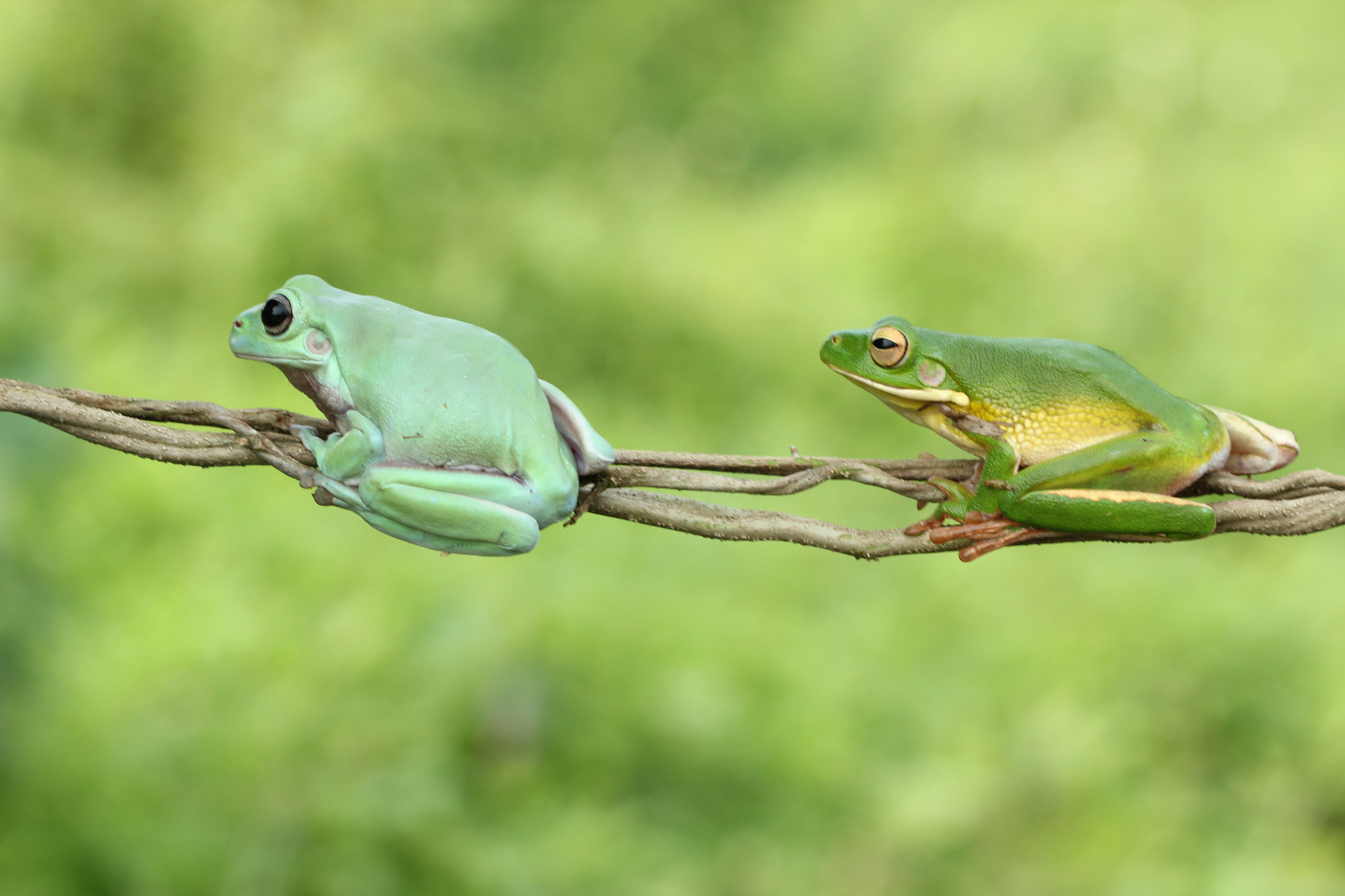 Canon EF 100mm F2.8 Macro USM sample photo. Green frog photography