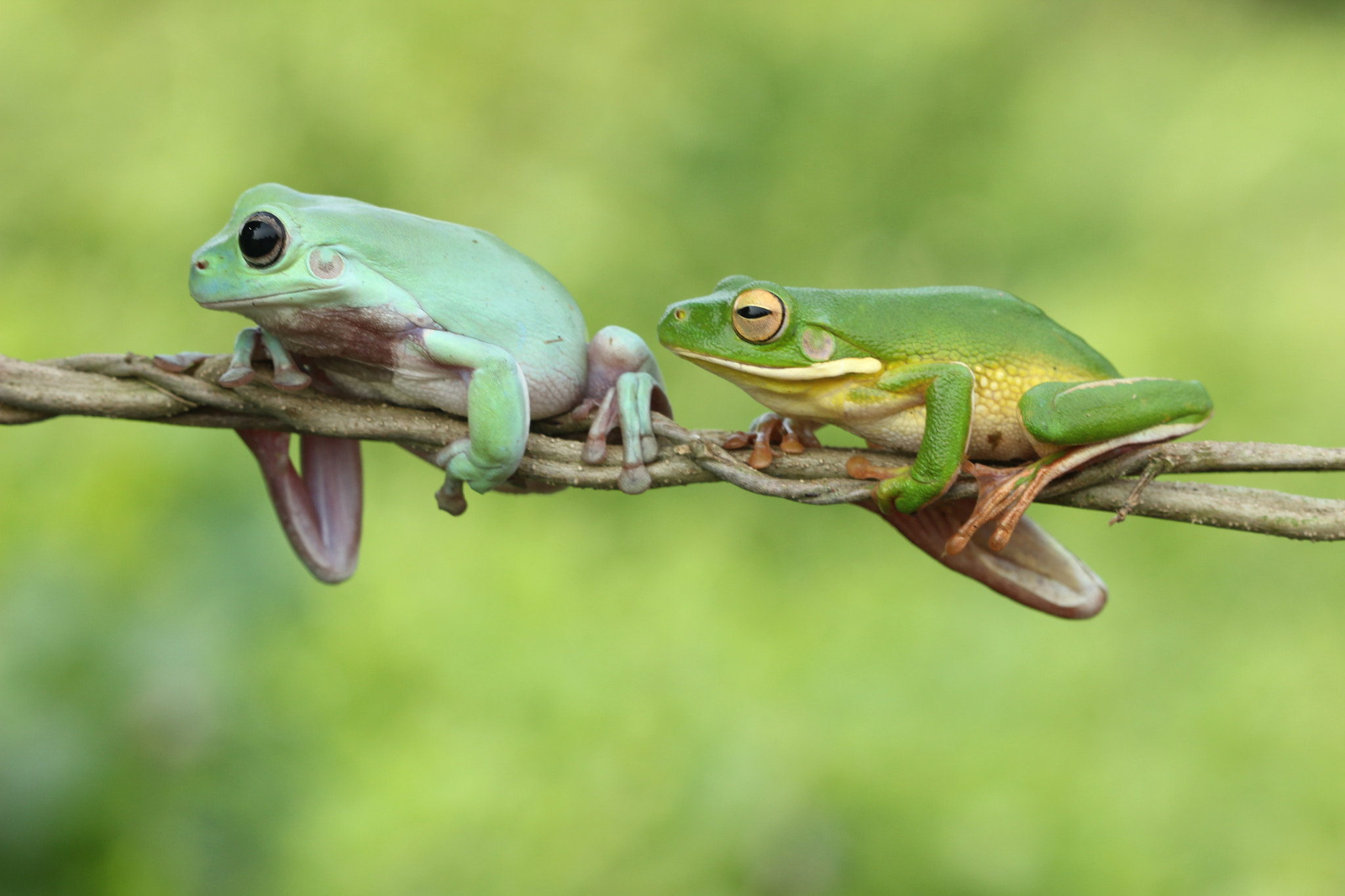 Canon EF 100mm F2.8 Macro USM sample photo. Green frog photography