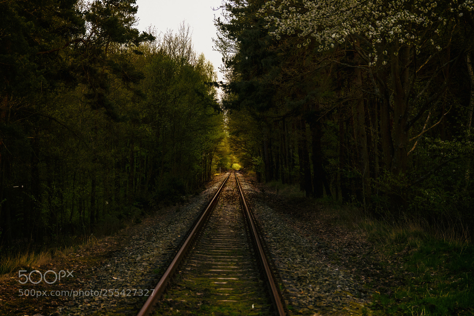 Nikon D7200 sample photo. The path behind the photography