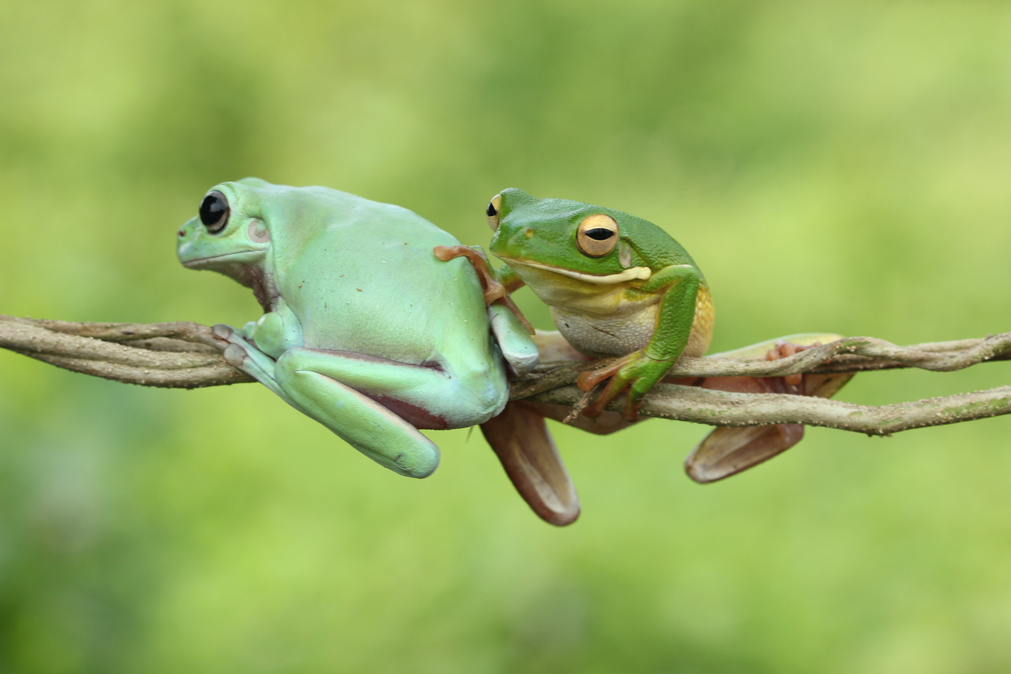 Canon EF 100mm F2.8 Macro USM sample photo. Green frog photography